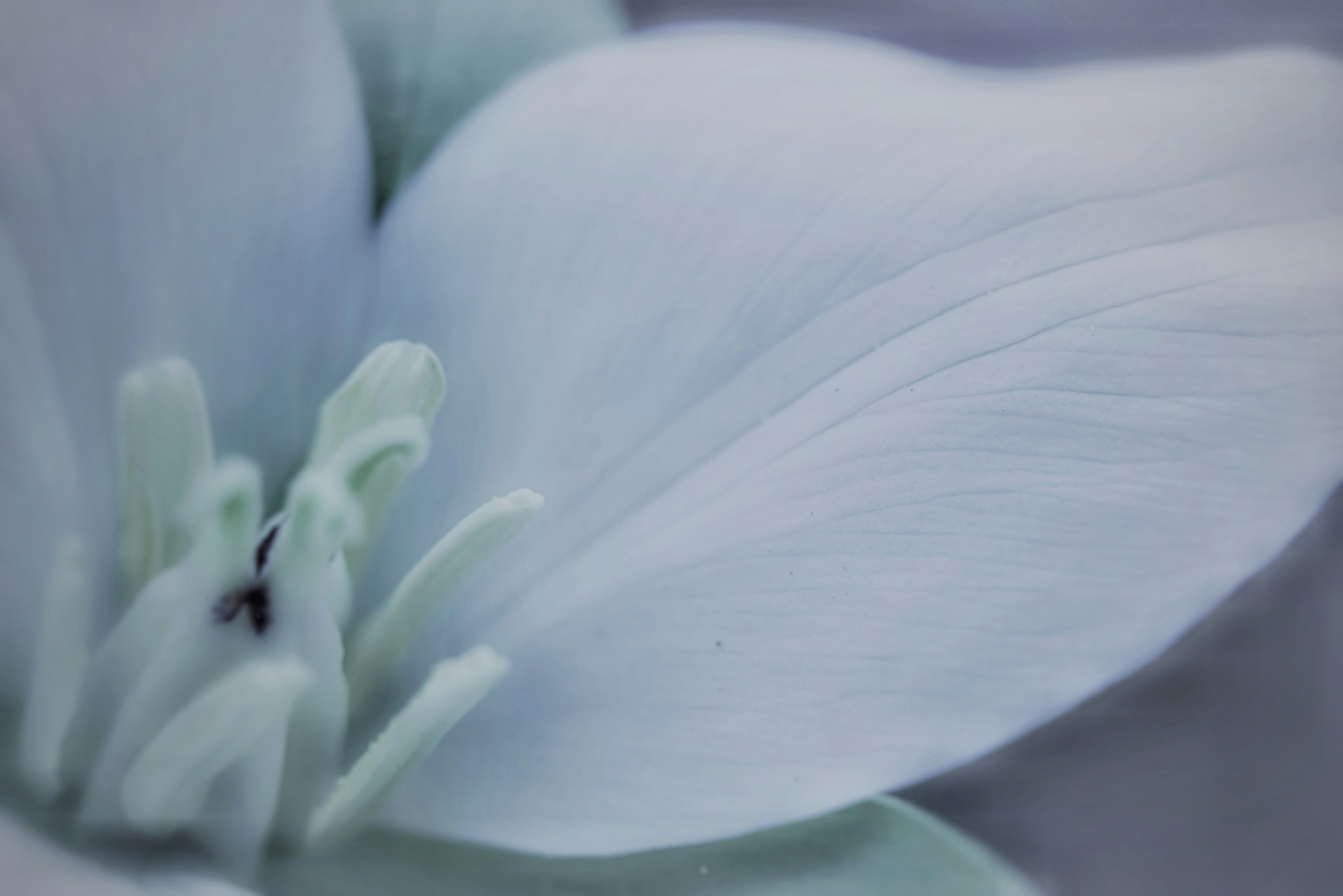 Primer plano de un pétalo de flor blanca mostrando texturas delicadas y tonos suaves