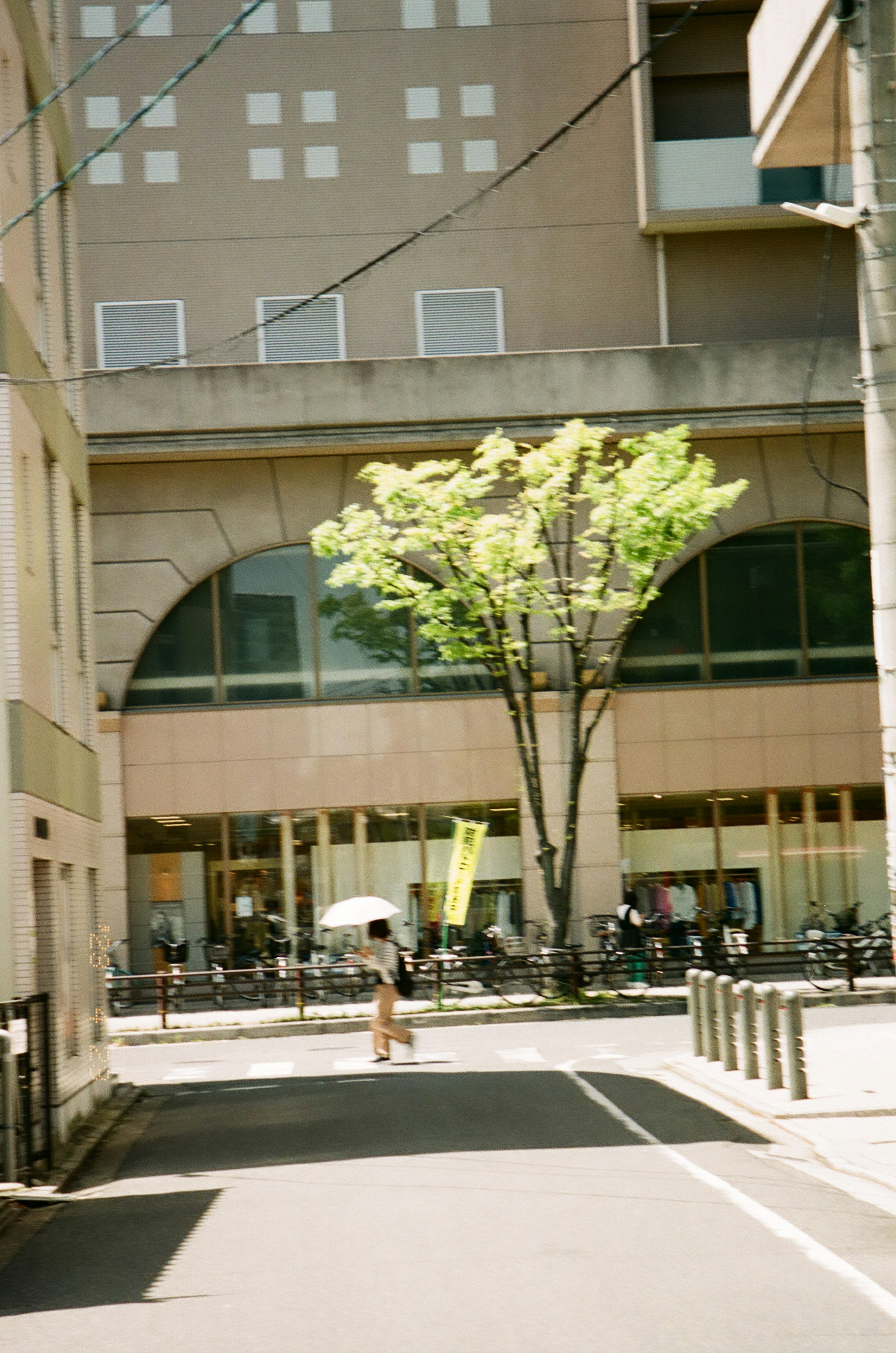 都市の通りに立つ木と傘を持つ人物 周囲に自転車や建物が見える