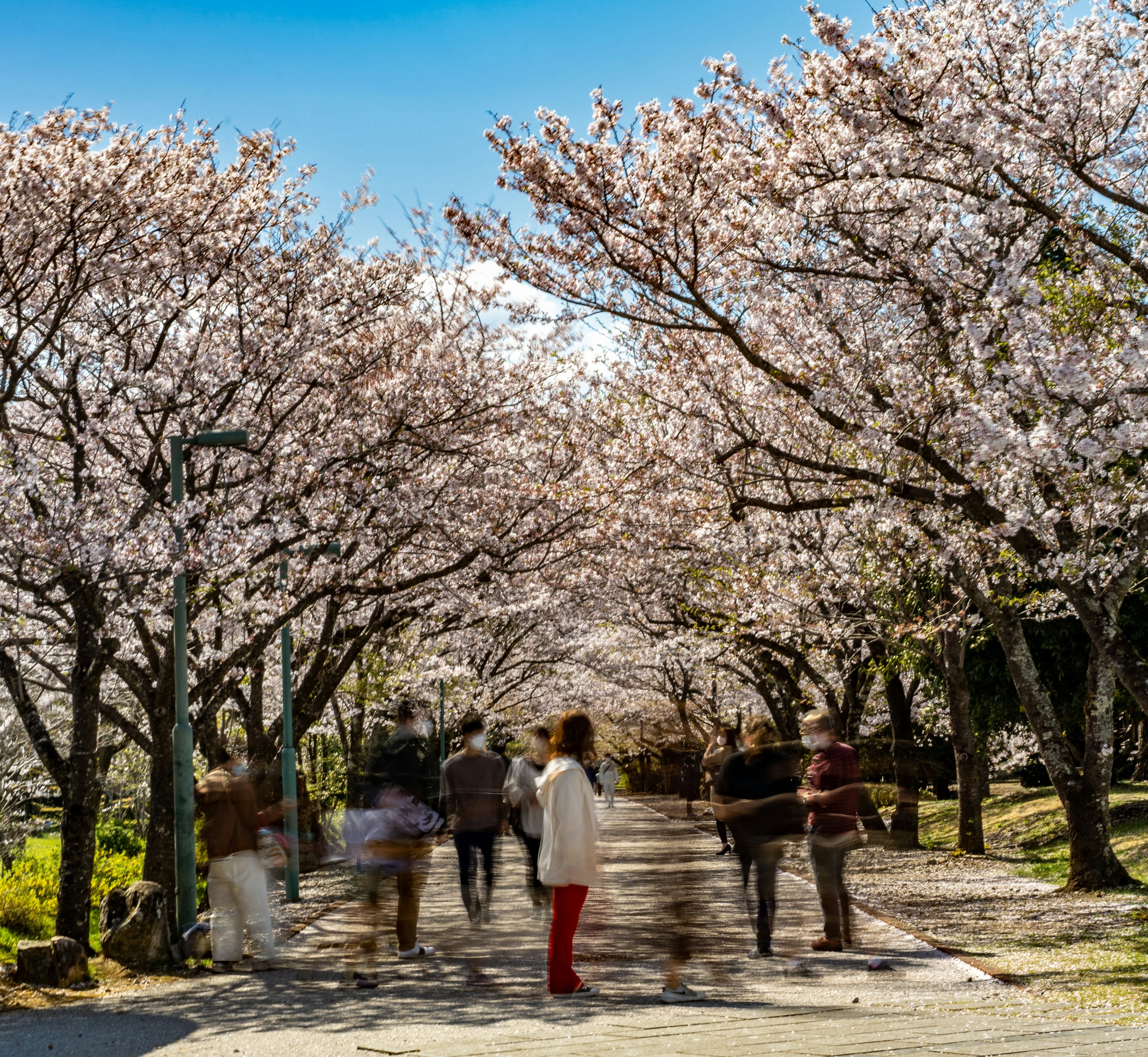 桜の木が並ぶ公園の小道を歩く人々