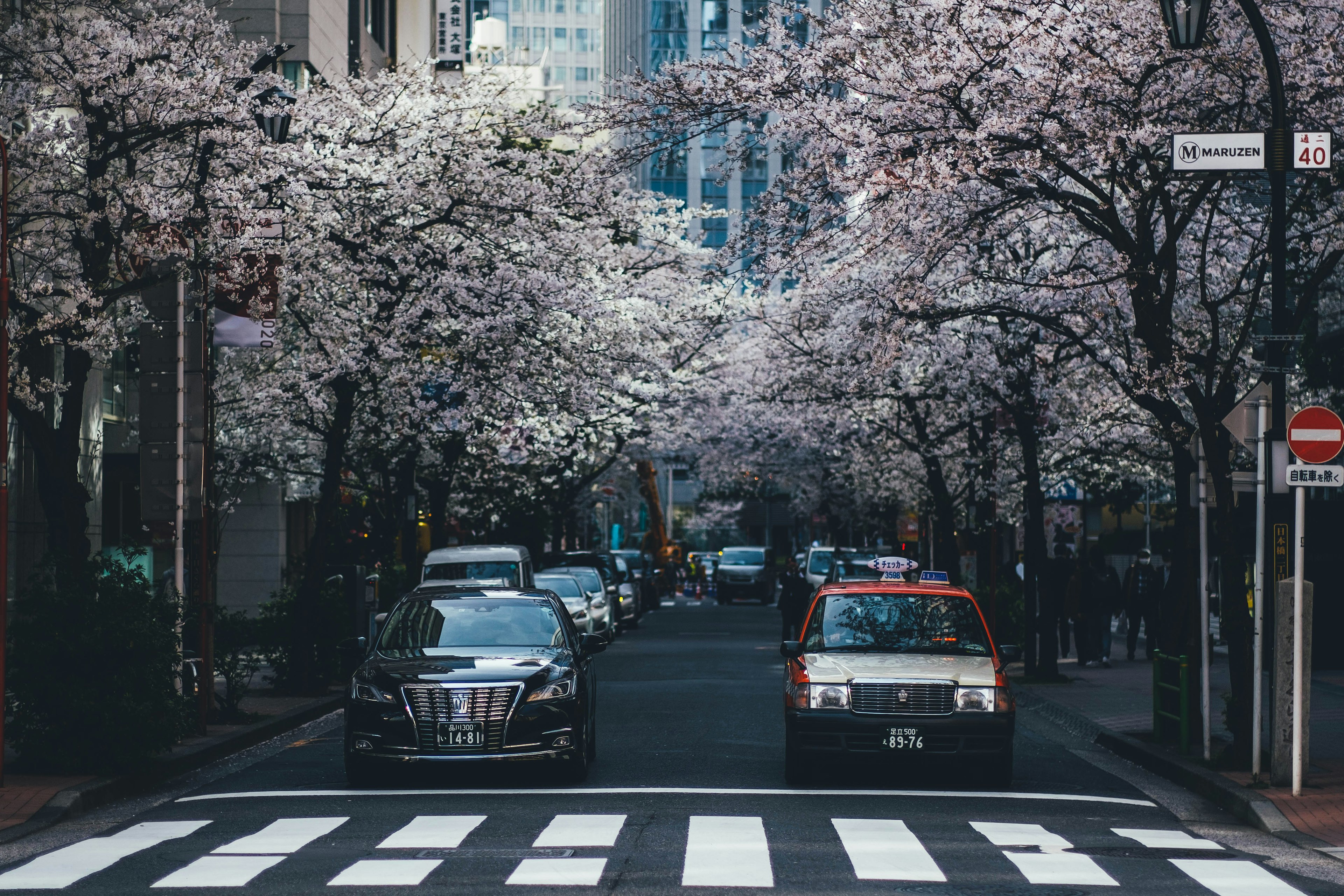 Pemandangan jalan kota dengan pohon sakura dan mobil