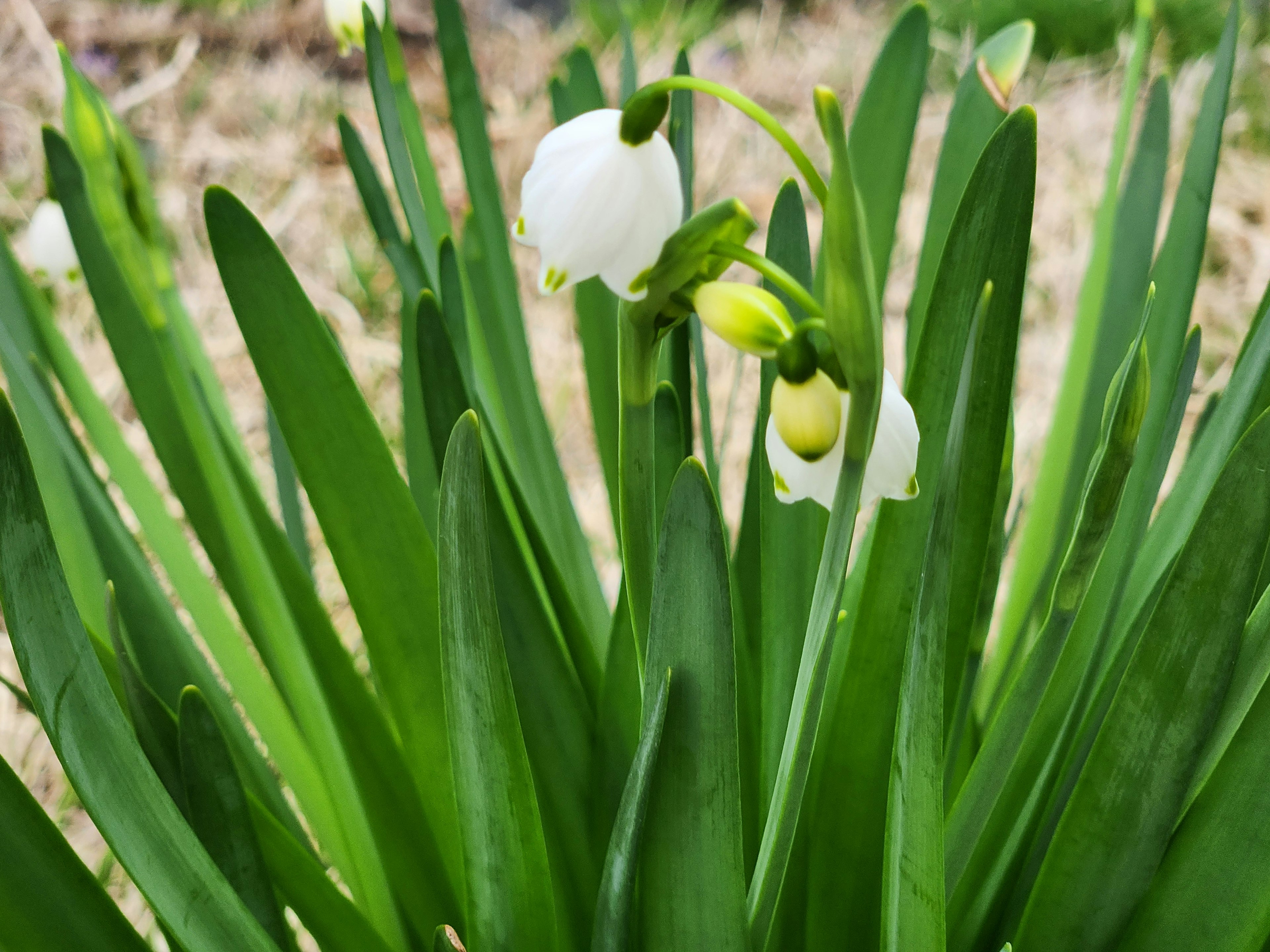 Primo piano di una pianta con fiori bianchi e foglie verdi