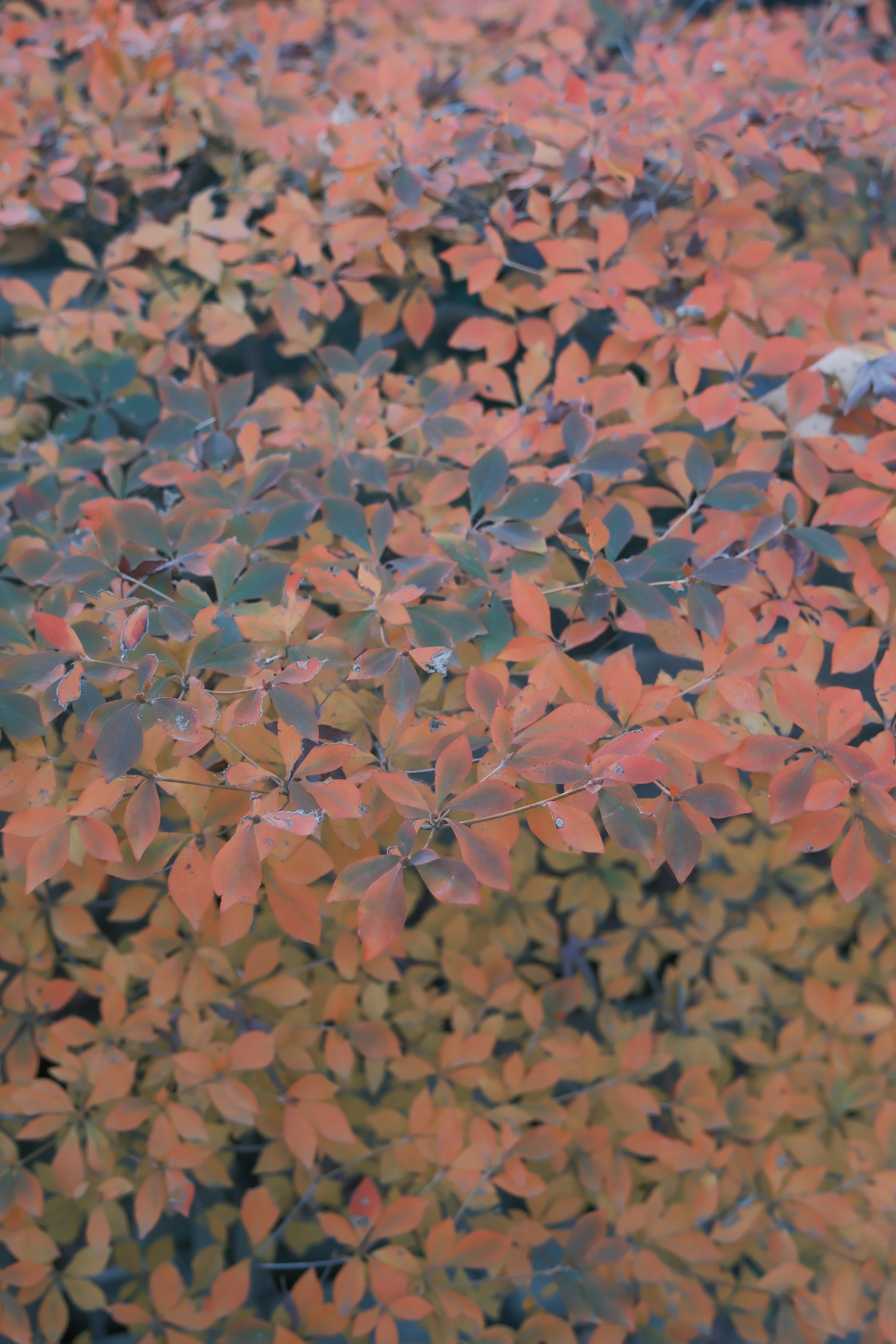 Dense foliage with vibrant autumn leaves