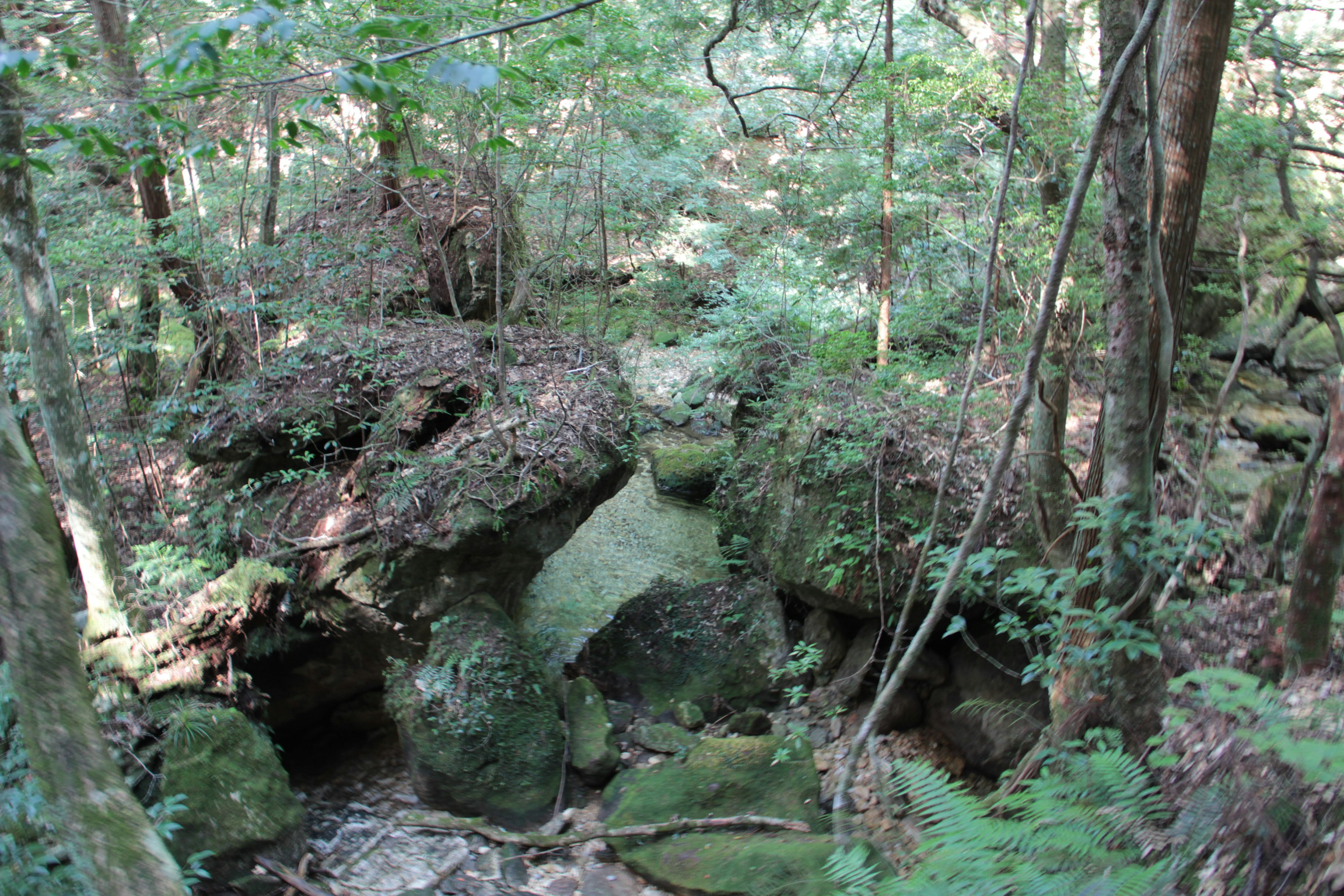 緑豊かな森林に囲まれた苔むした岩の風景