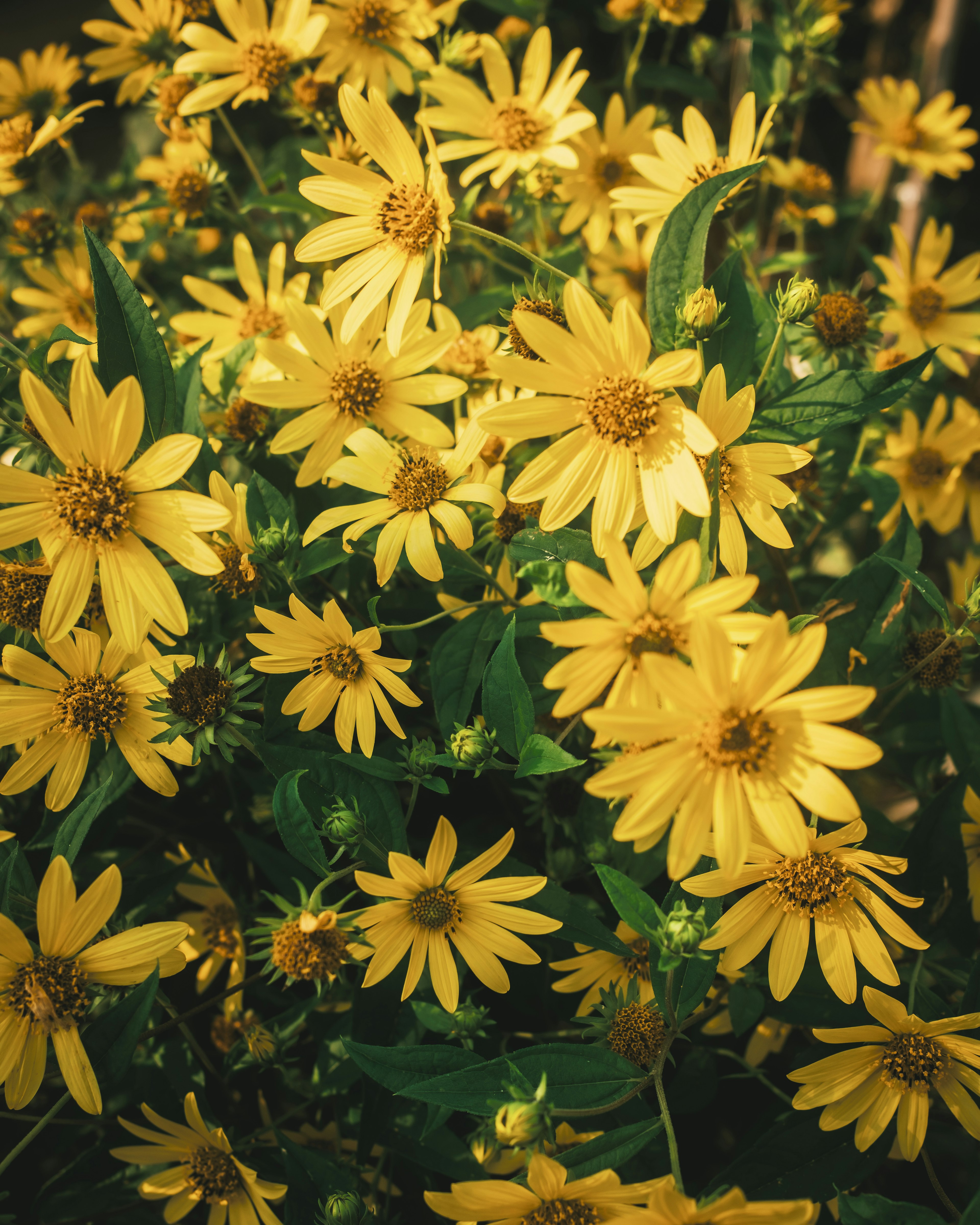 Nahaufnahme von leuchtend gelben Blumen in voller Blüte