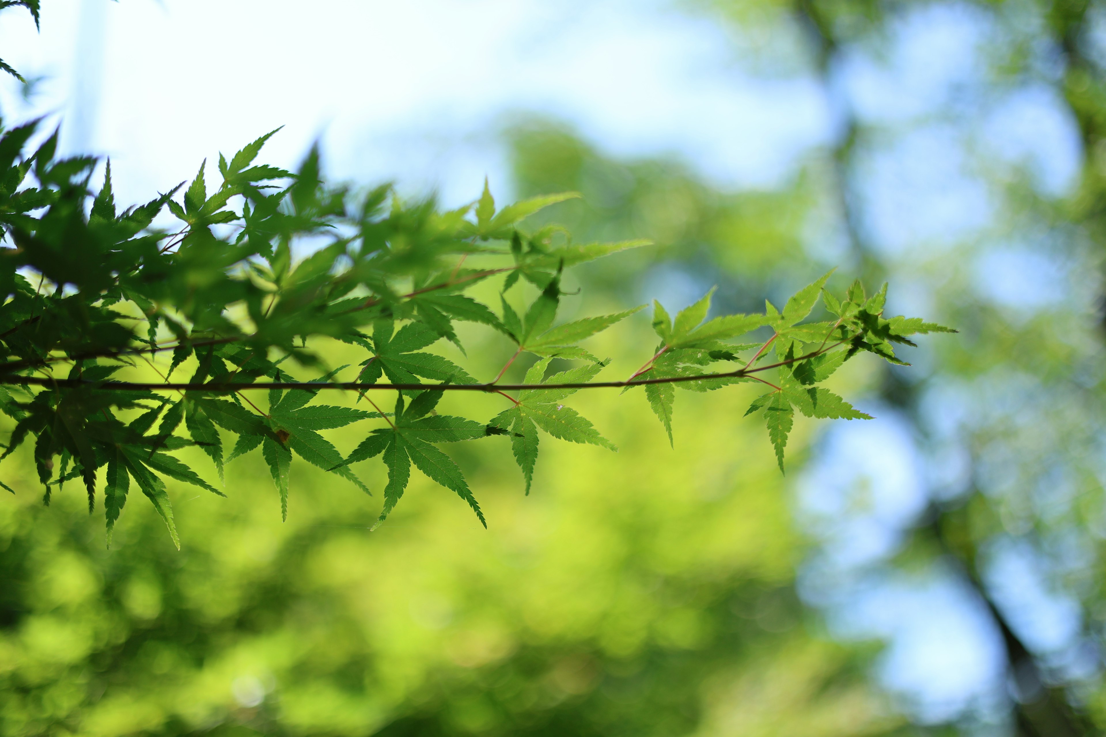 樹枝特寫，生機盎然的綠色葉子