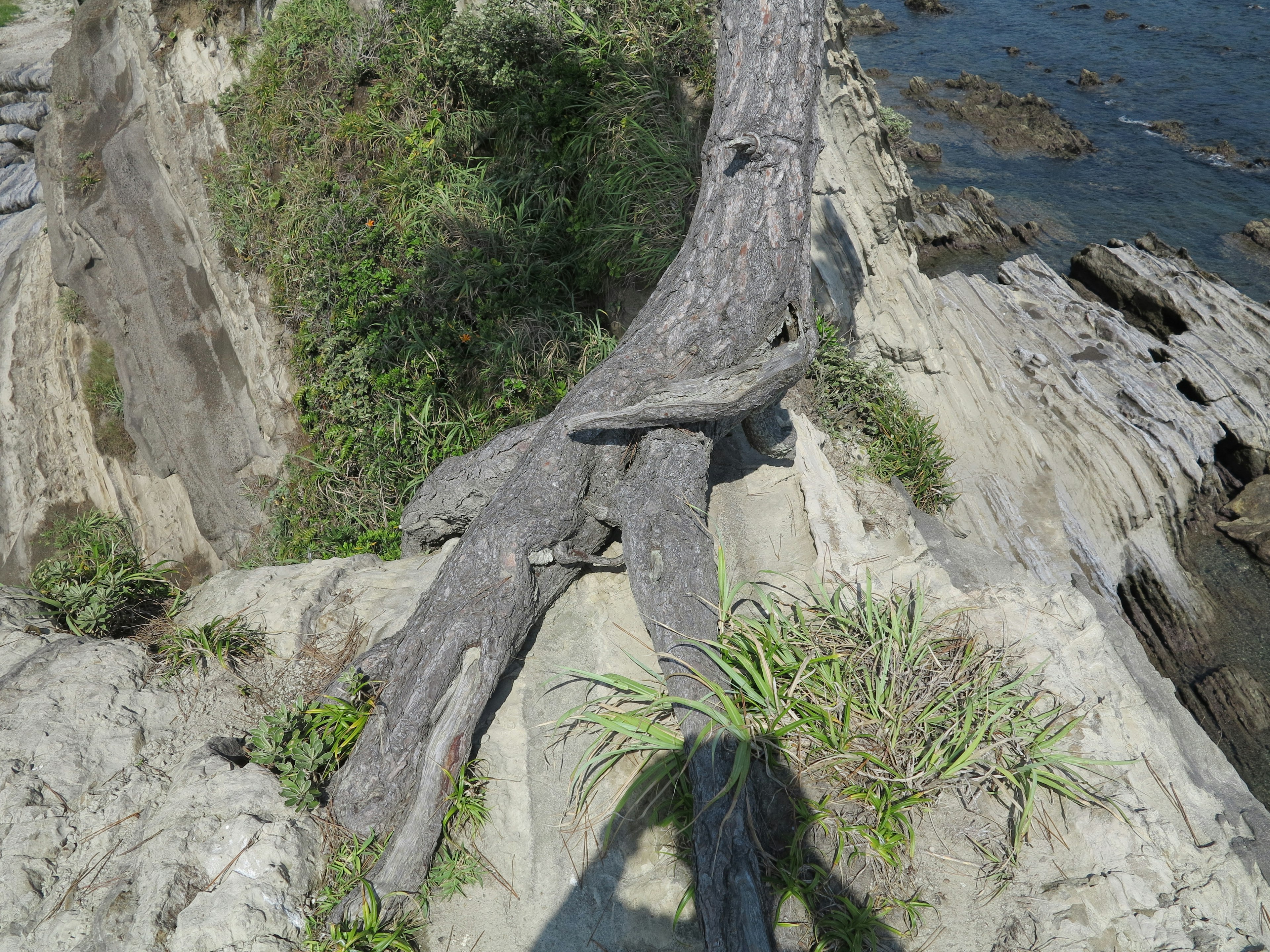 A tree root on a rocky cliff with a view of the ocean