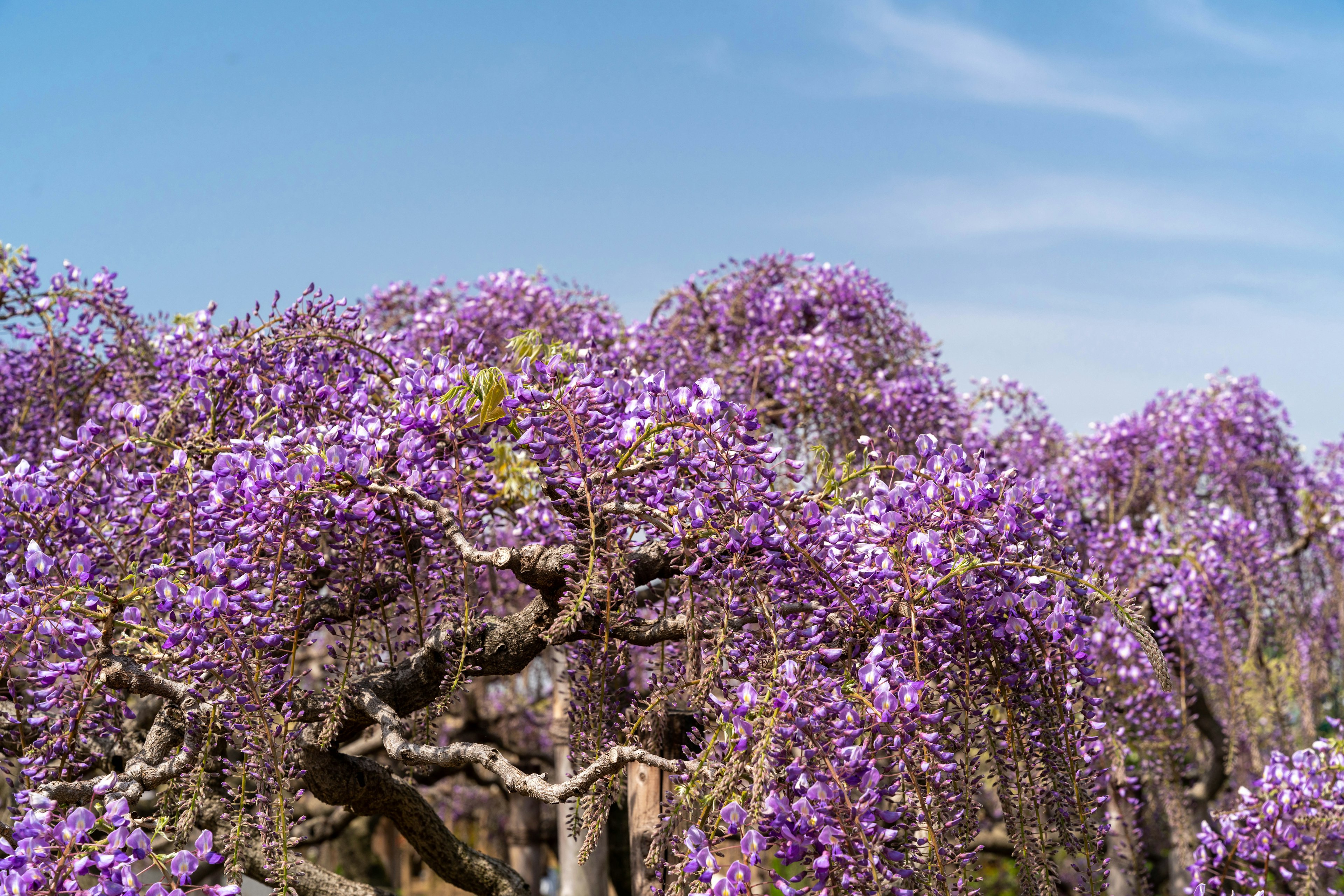 Pohon wisteria dengan bunga ungu dan langit biru jernih