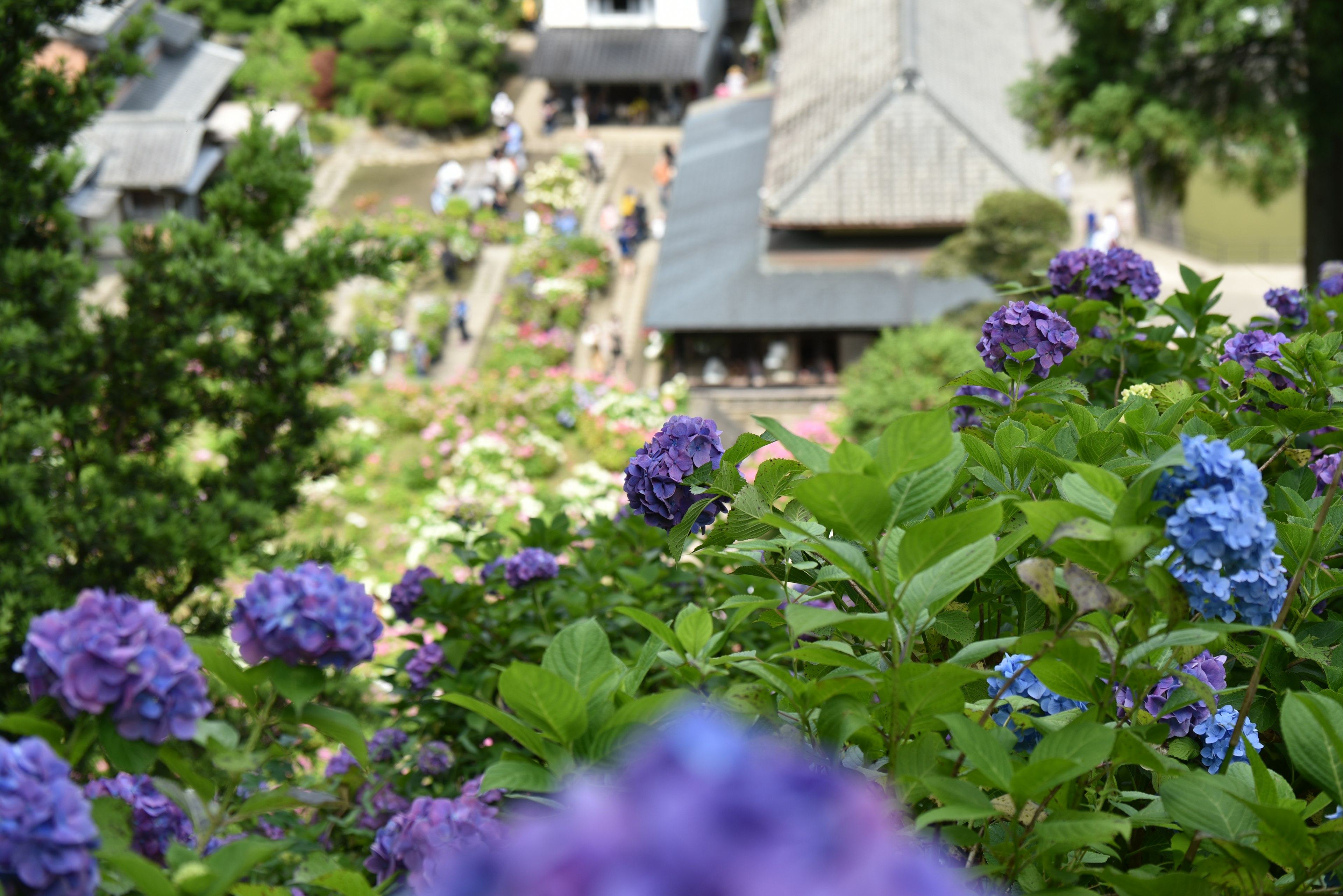 紫陽花が咲く庭園の風景と建物