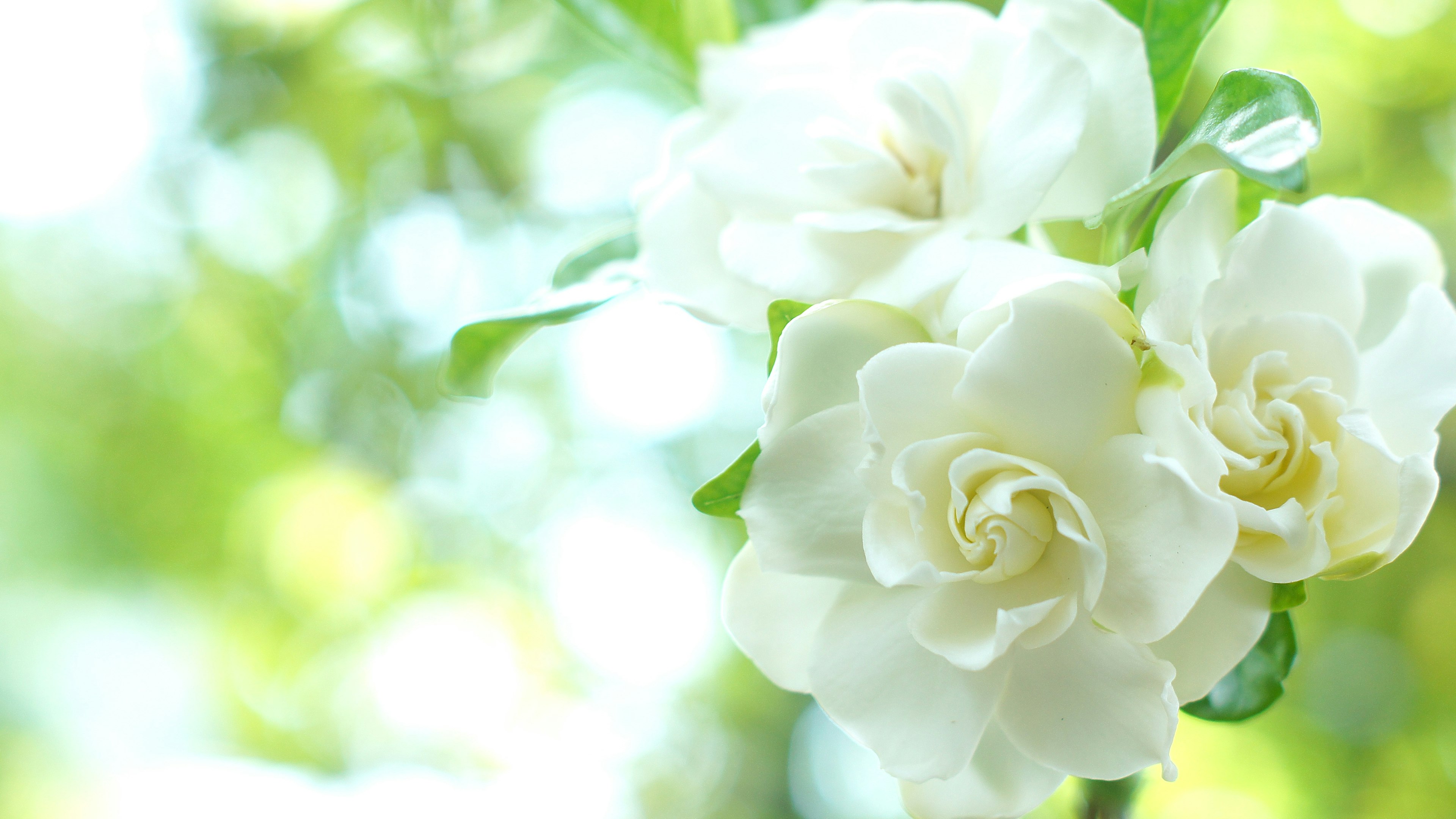 Weiß blühende Blumen mit verschwommenem grünem Hintergrund