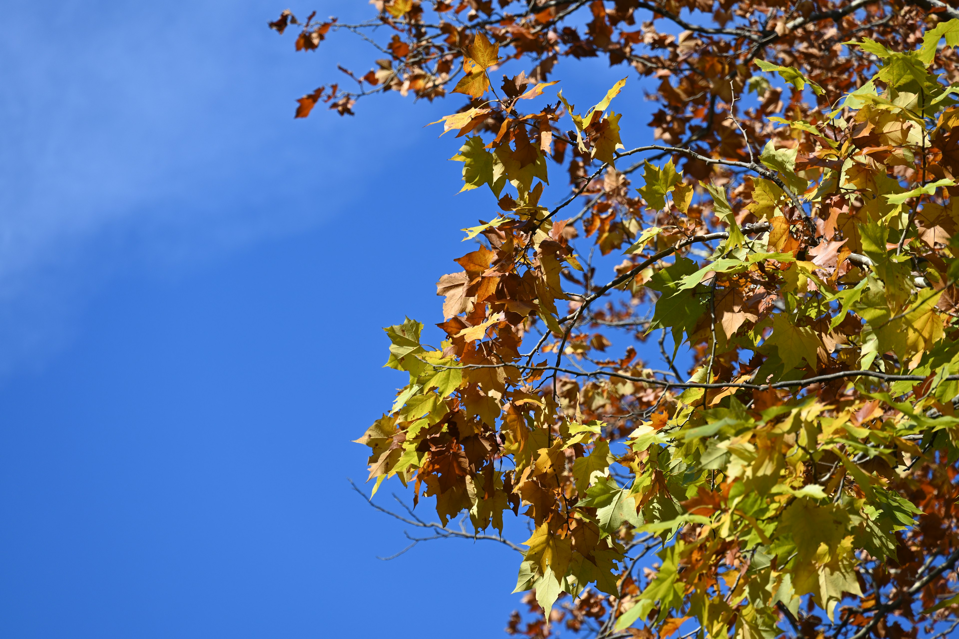 Autumn leaves against a clear blue sky