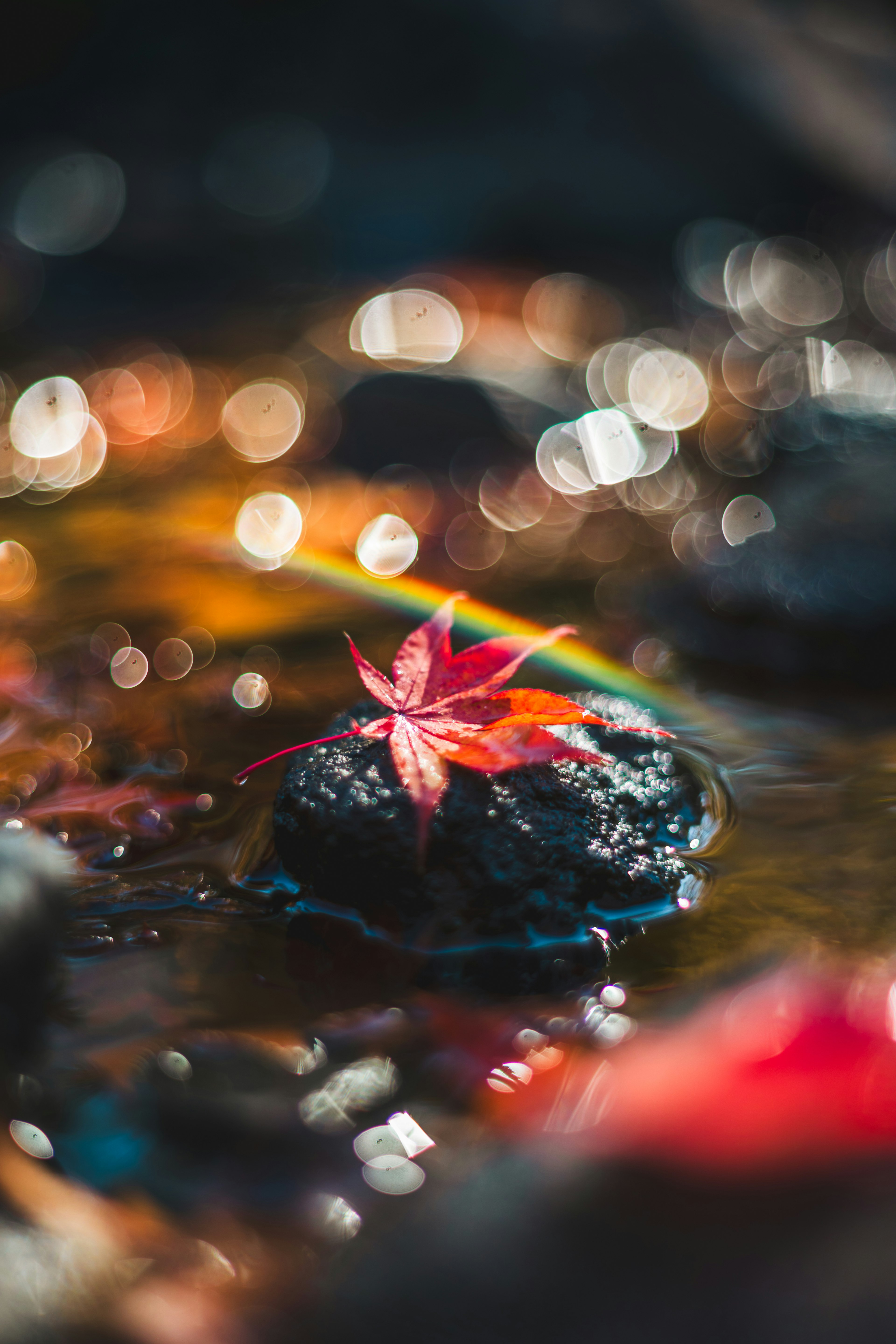 Une feuille rouge flottant sur l'eau avec un arrière-plan flou