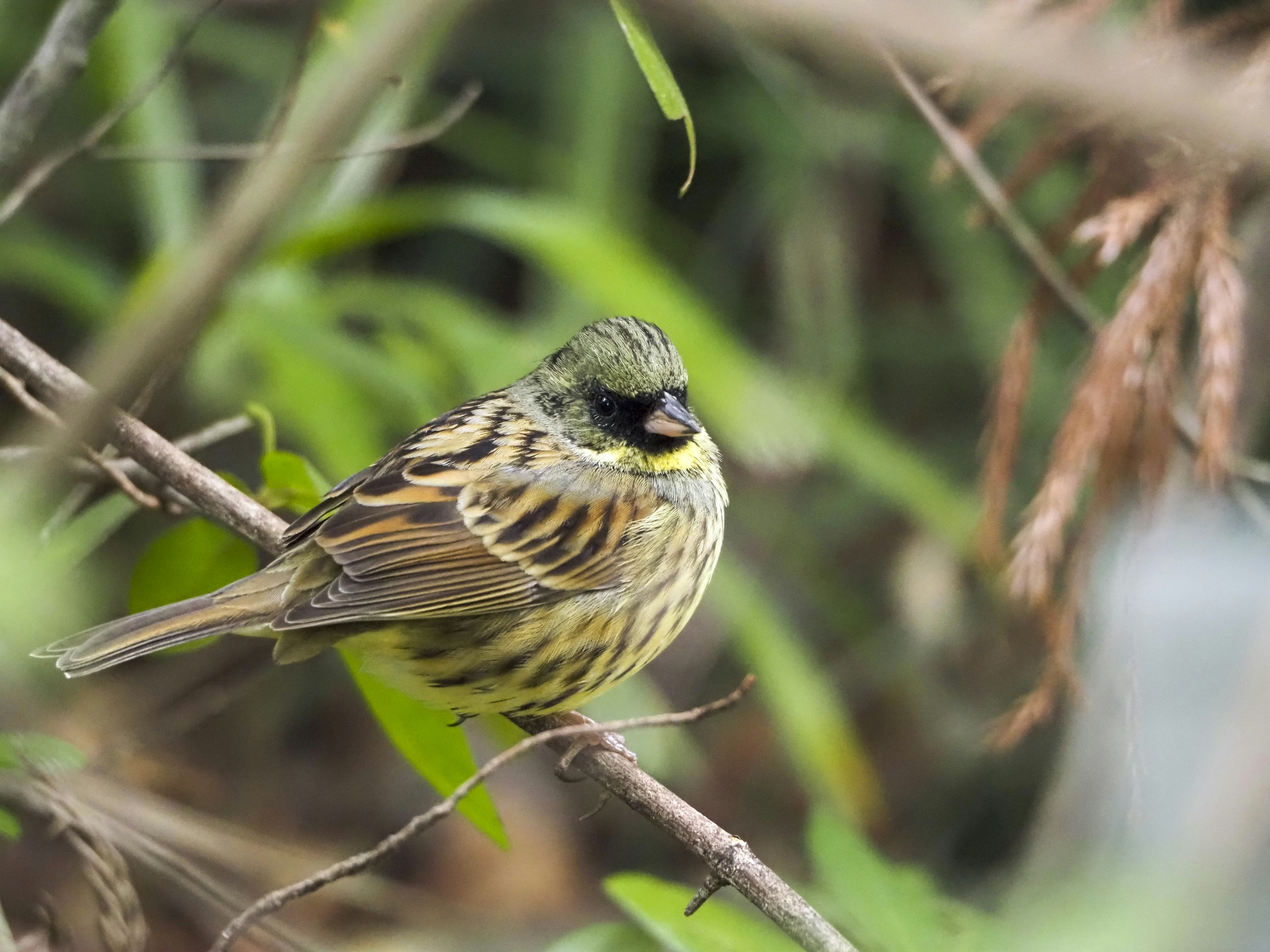 Ein kleiner Vogel, der auf Ästen mit grünem Hintergrund sitzt