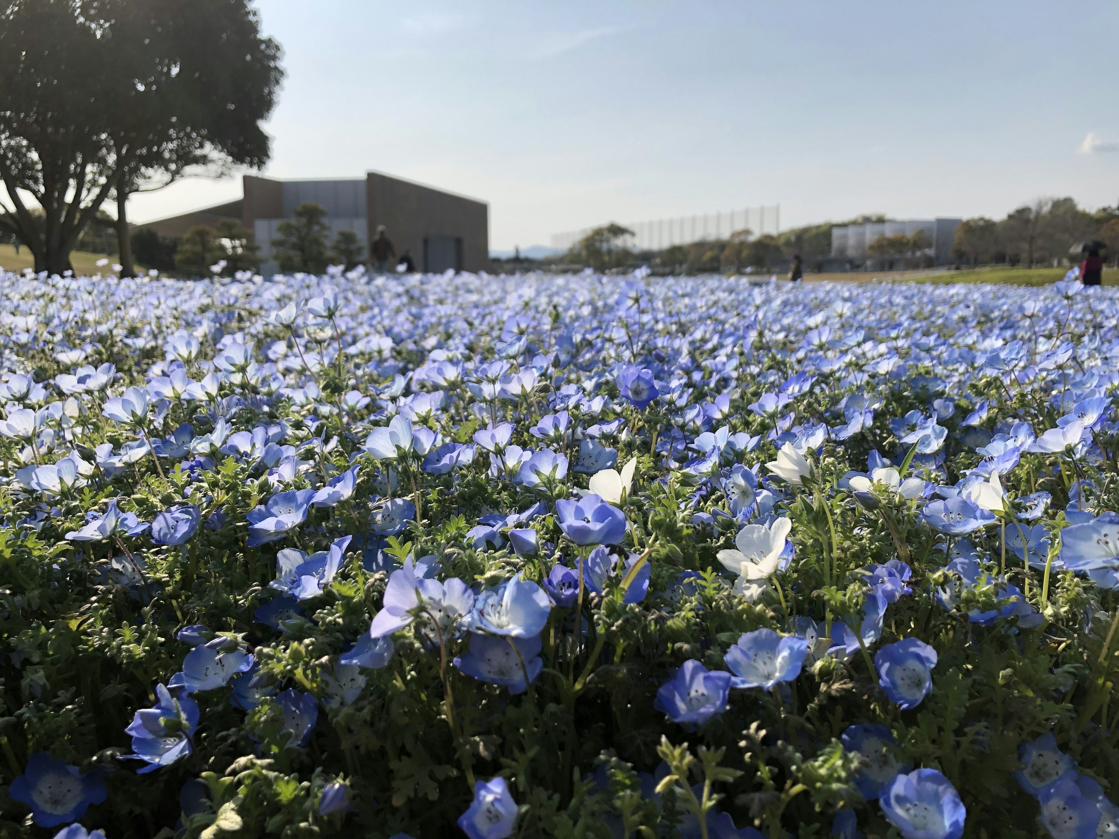 Ampio campo di fiori blu con un edificio sullo sfondo