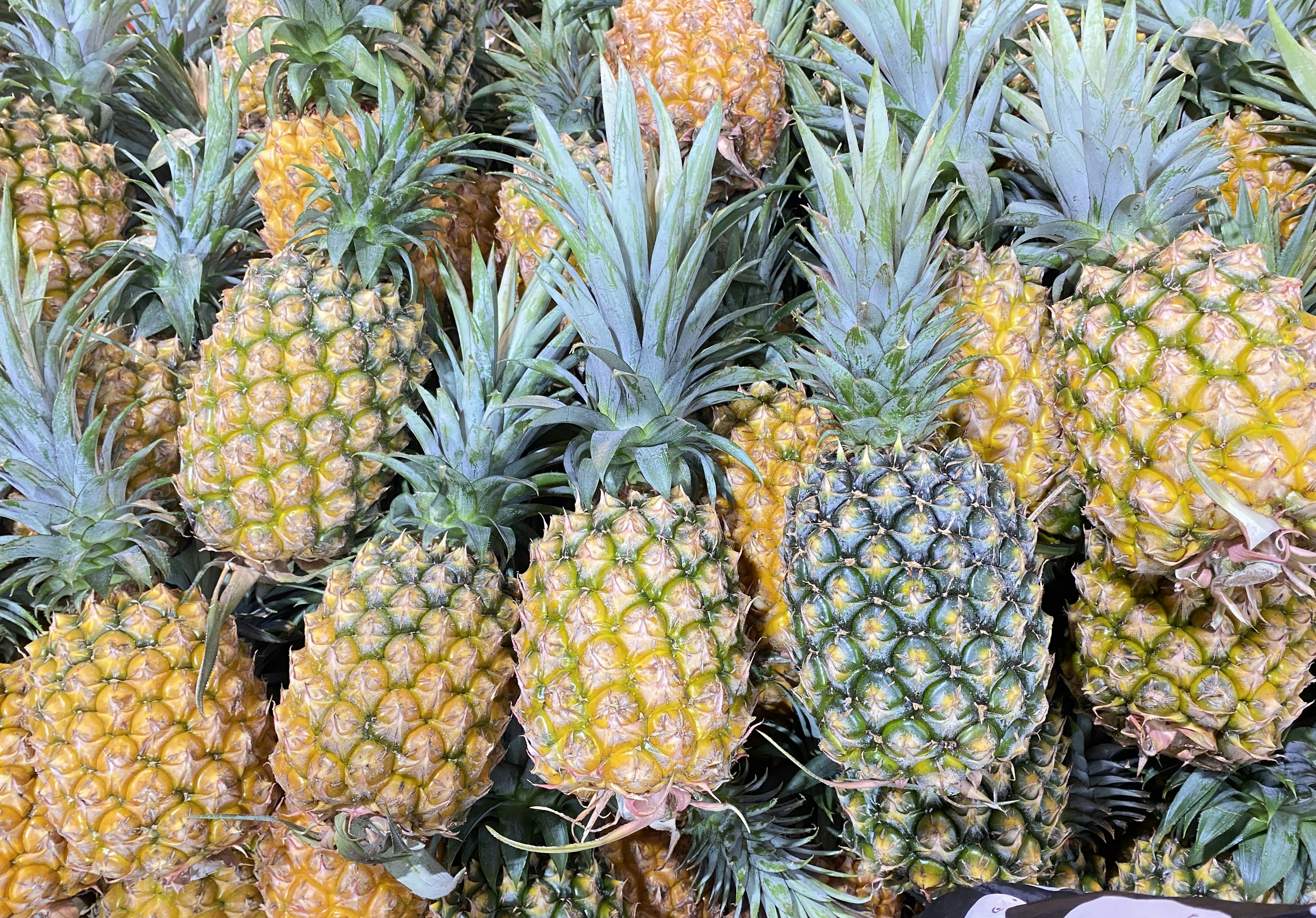 A collection of pineapples arranged in a display