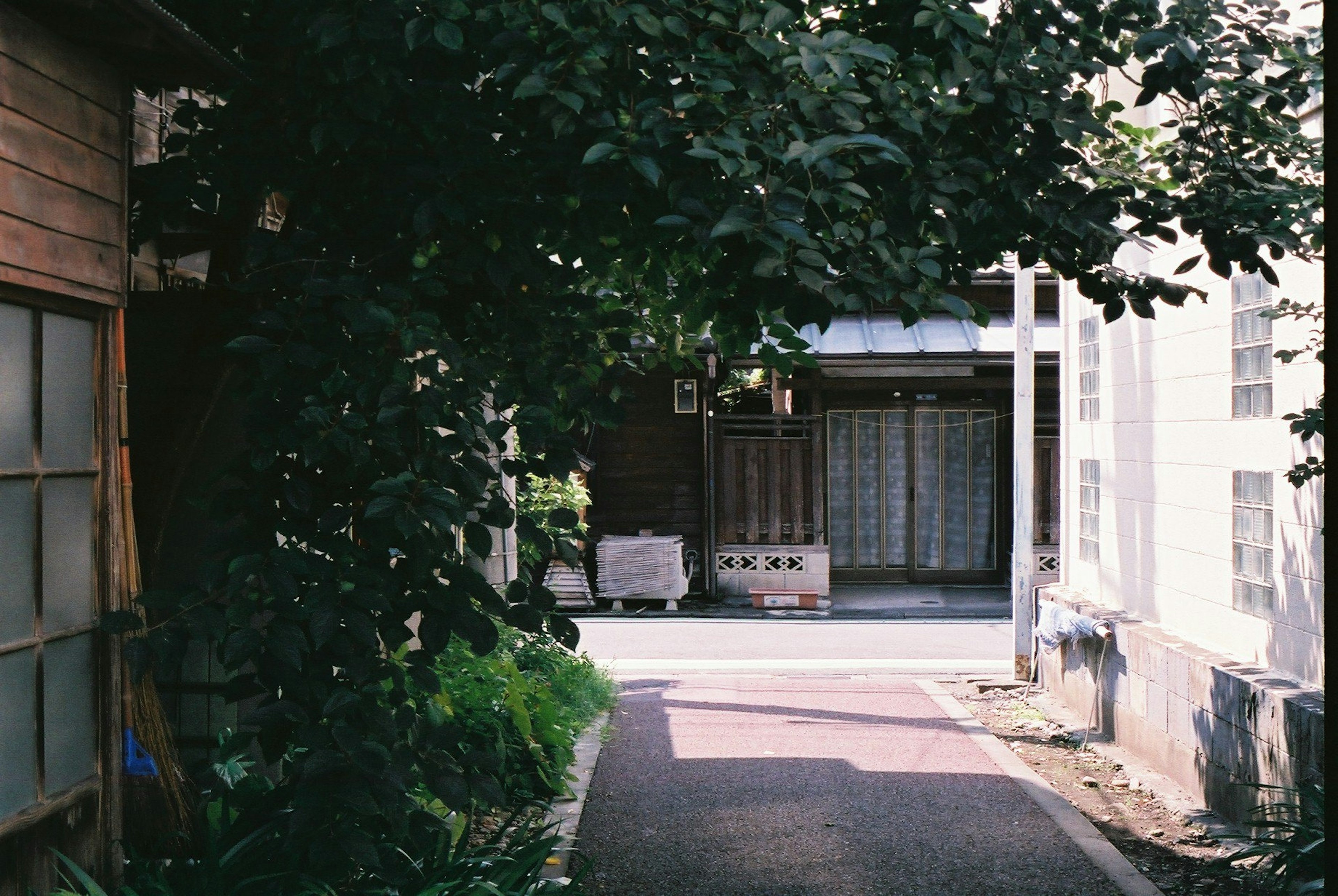 緑の木々に囲まれた狭い道と古い建物が見える静かな風景