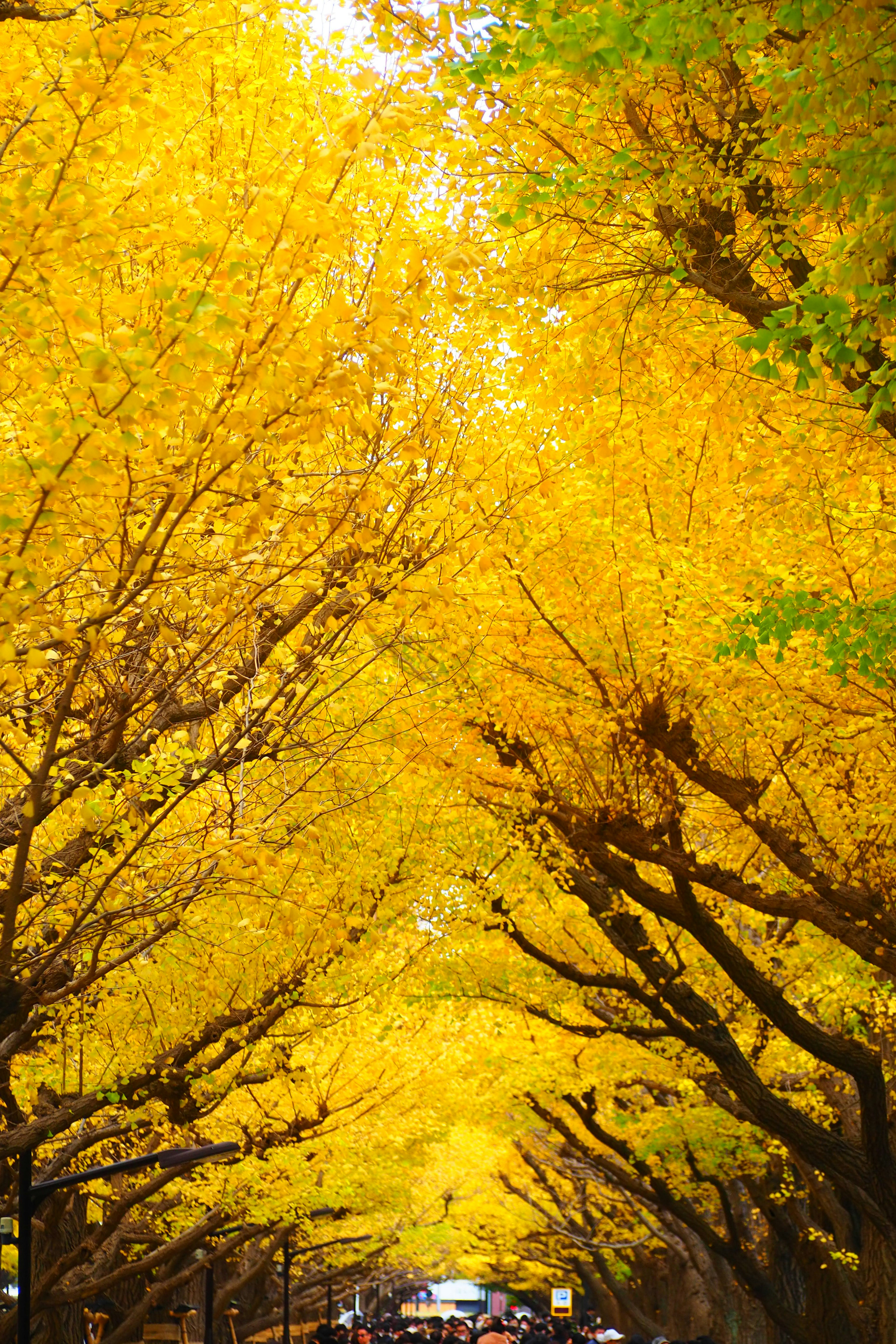 Bella strada fiancheggiata da alberi con foglie gialle vivaci