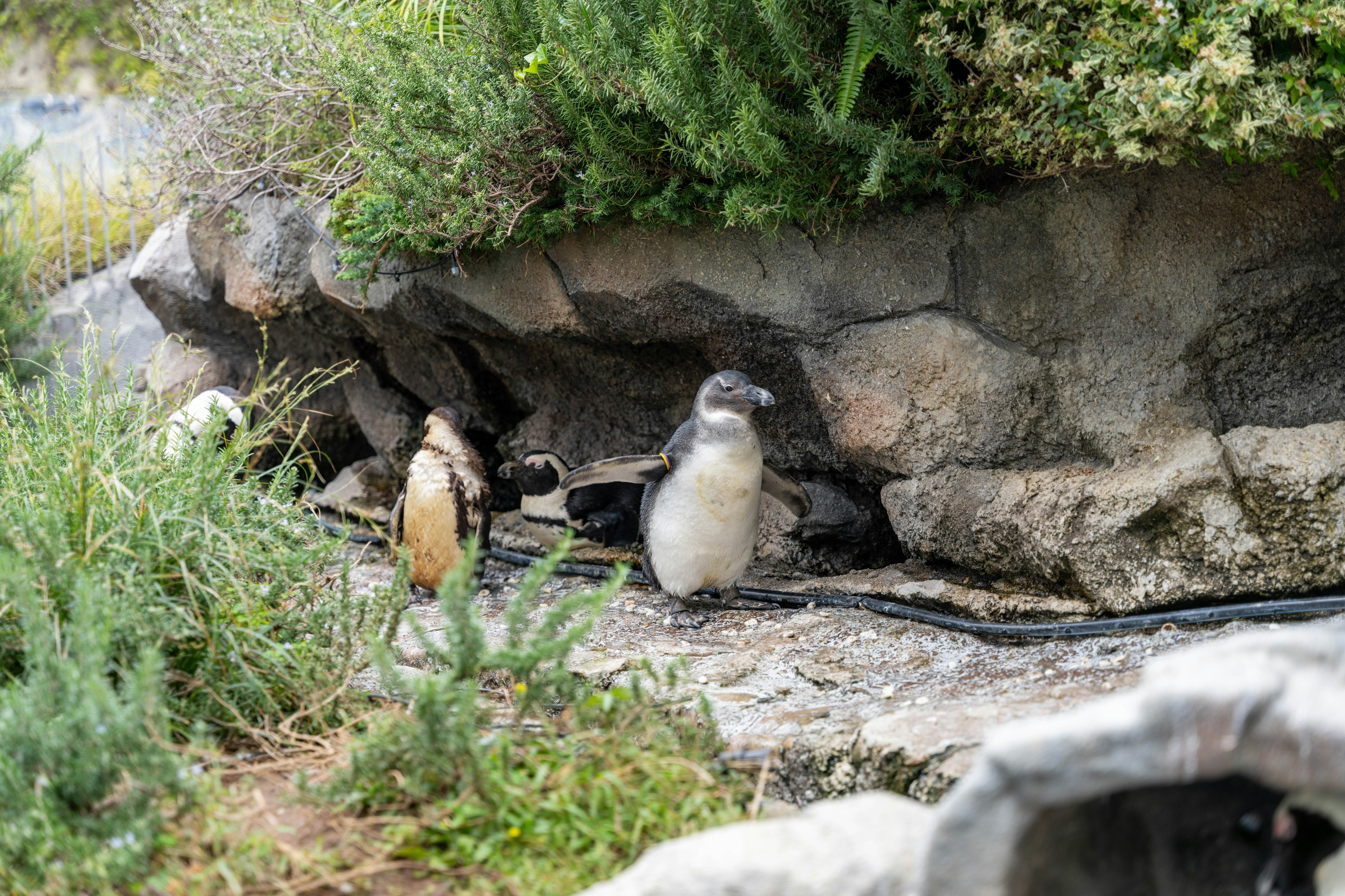 Penguins in a natural habitat near rocks and greenery