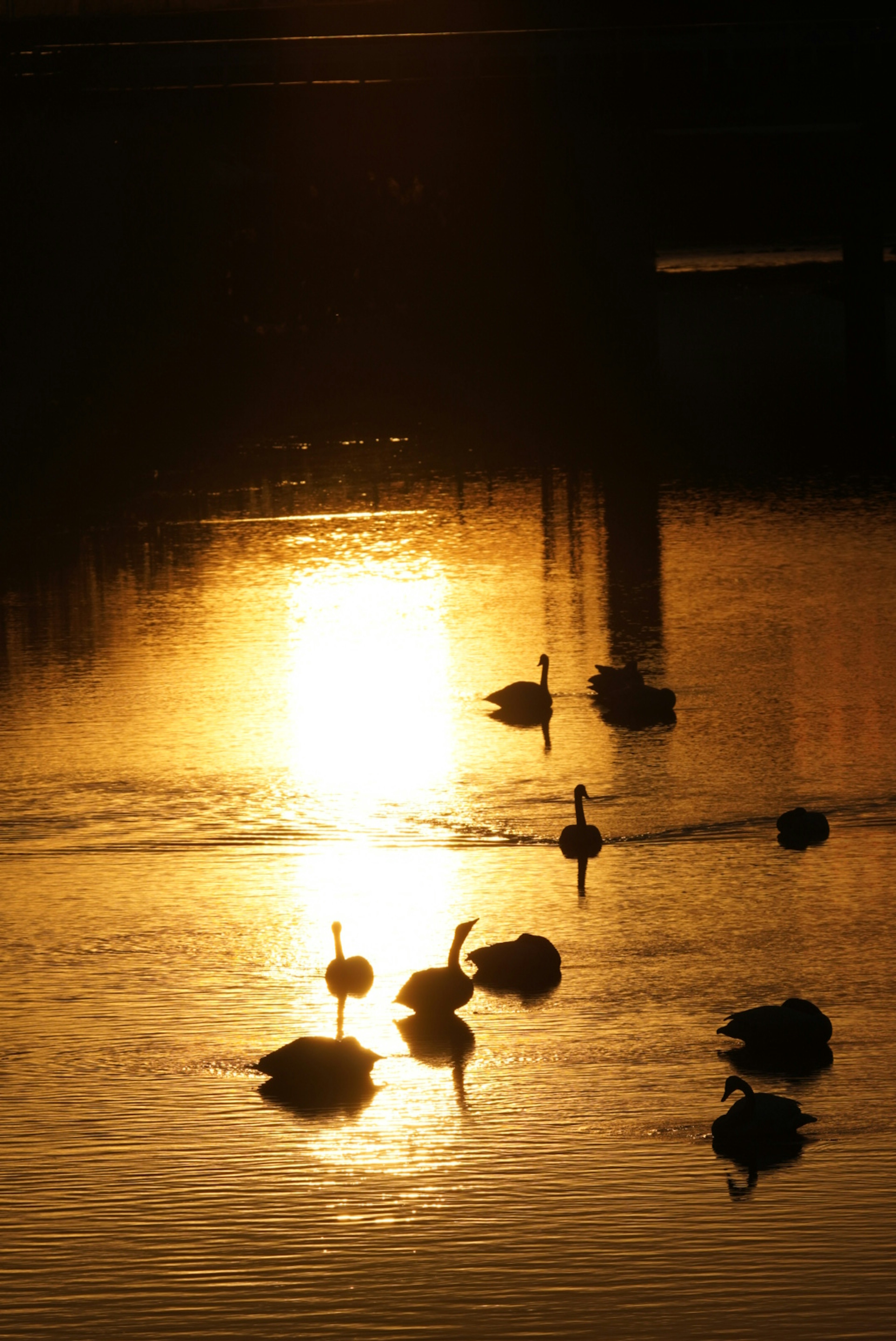 夕日の中で水面に浮かぶ白鳥たちのシルエット