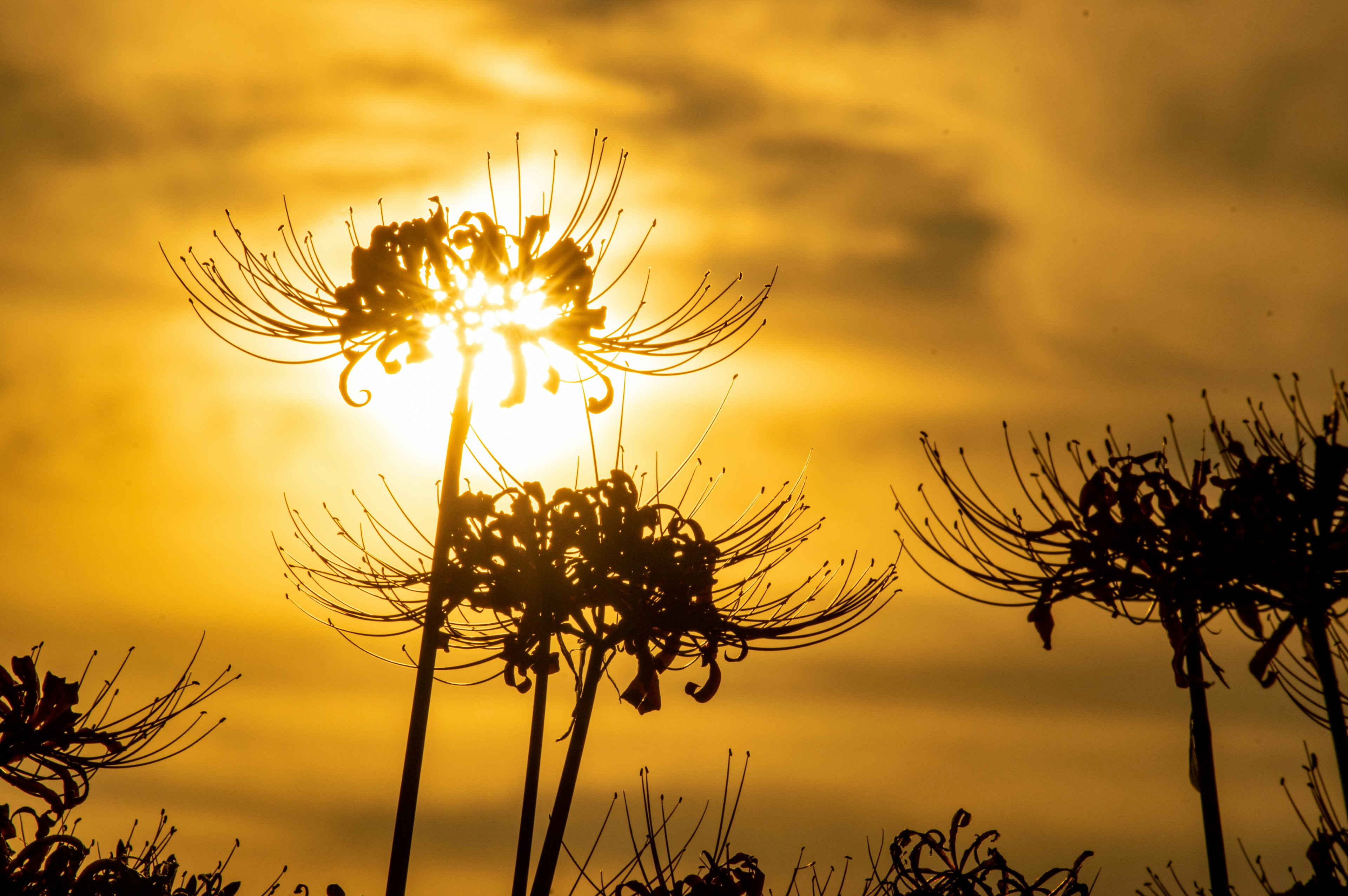 Beautiful silhouette of flowers against a sunset background