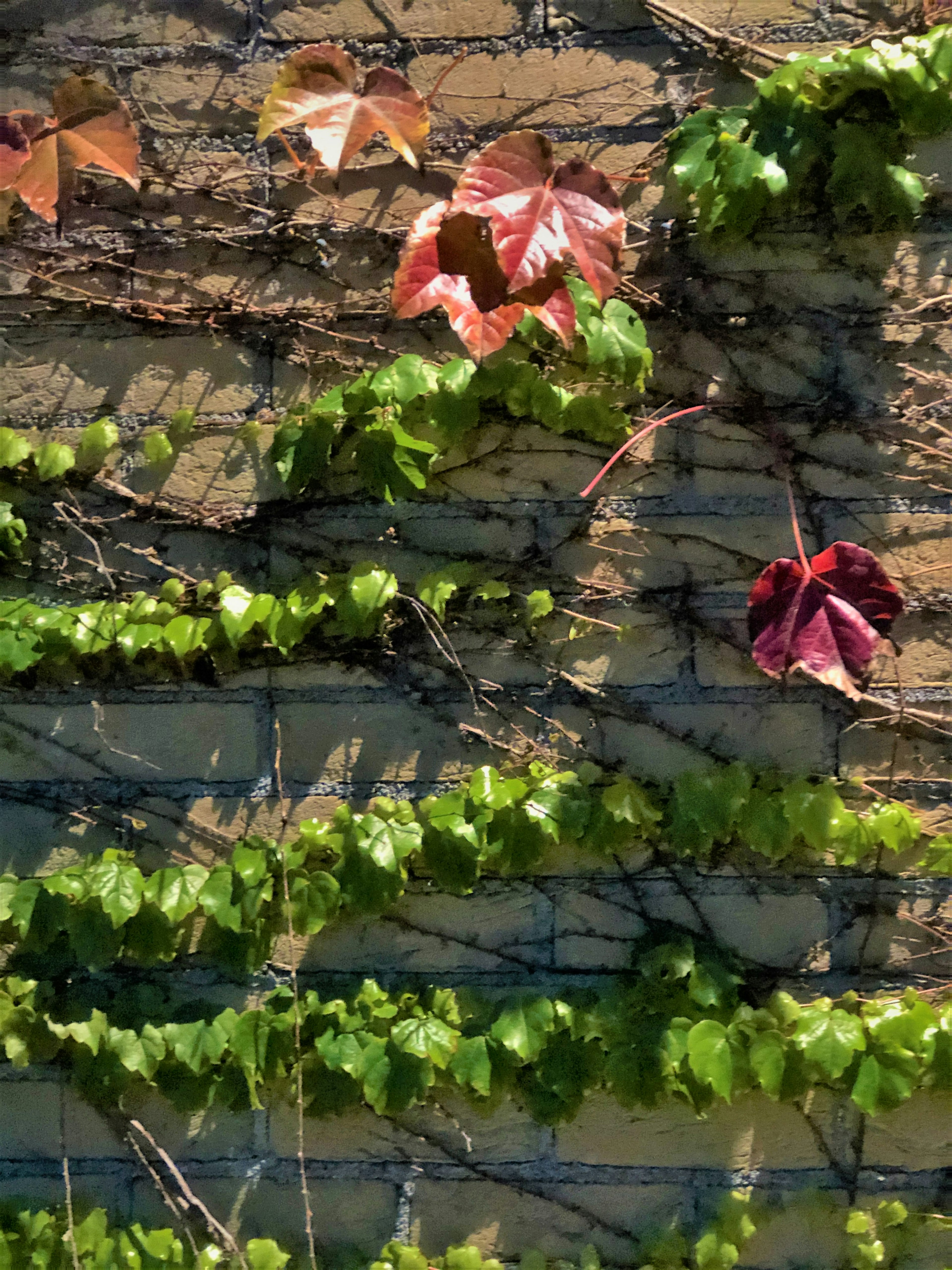 Image d'un mur recouvert de vignes vertes et de feuilles rouges