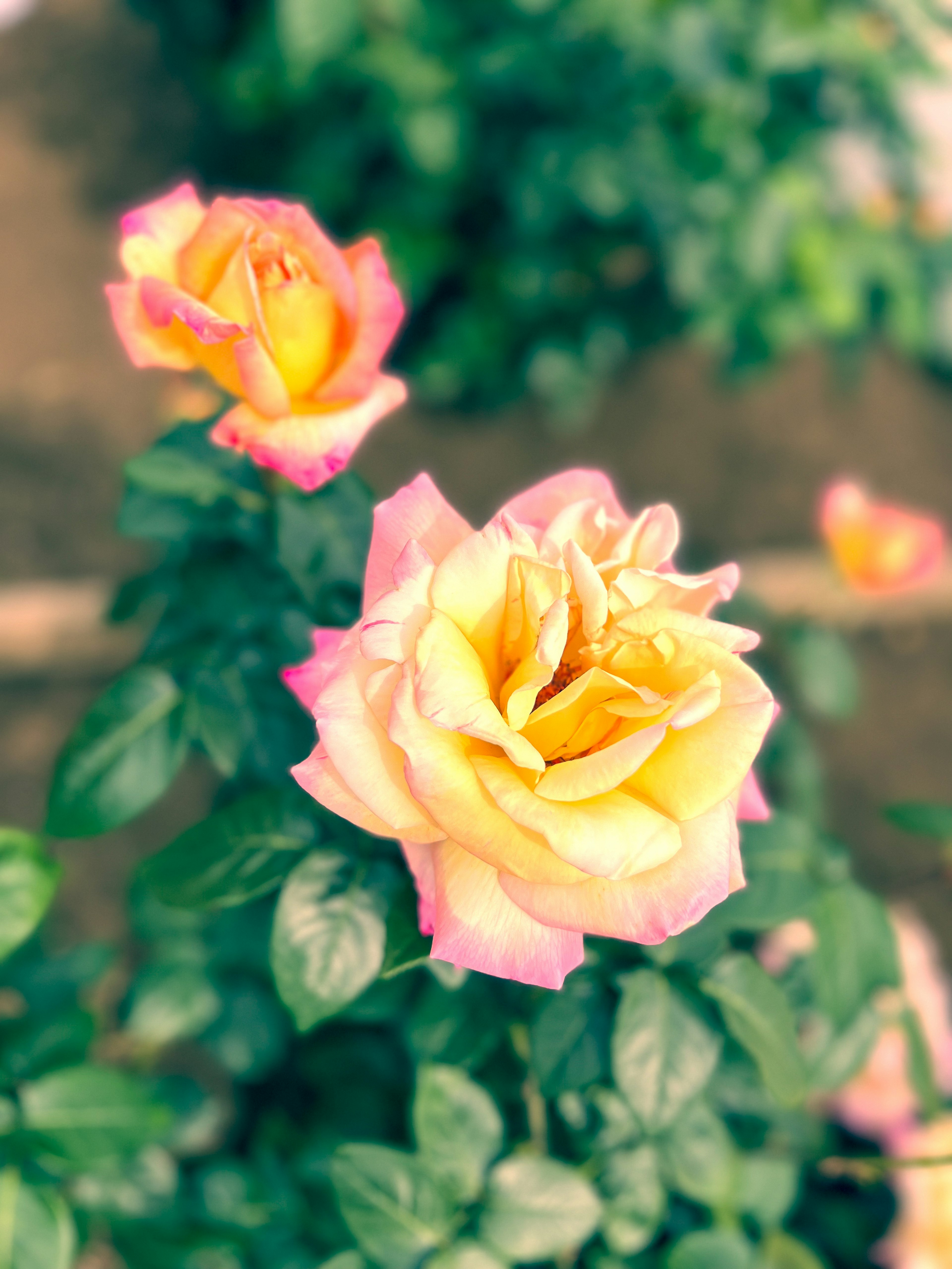 Yellow and pink rose flowers blooming