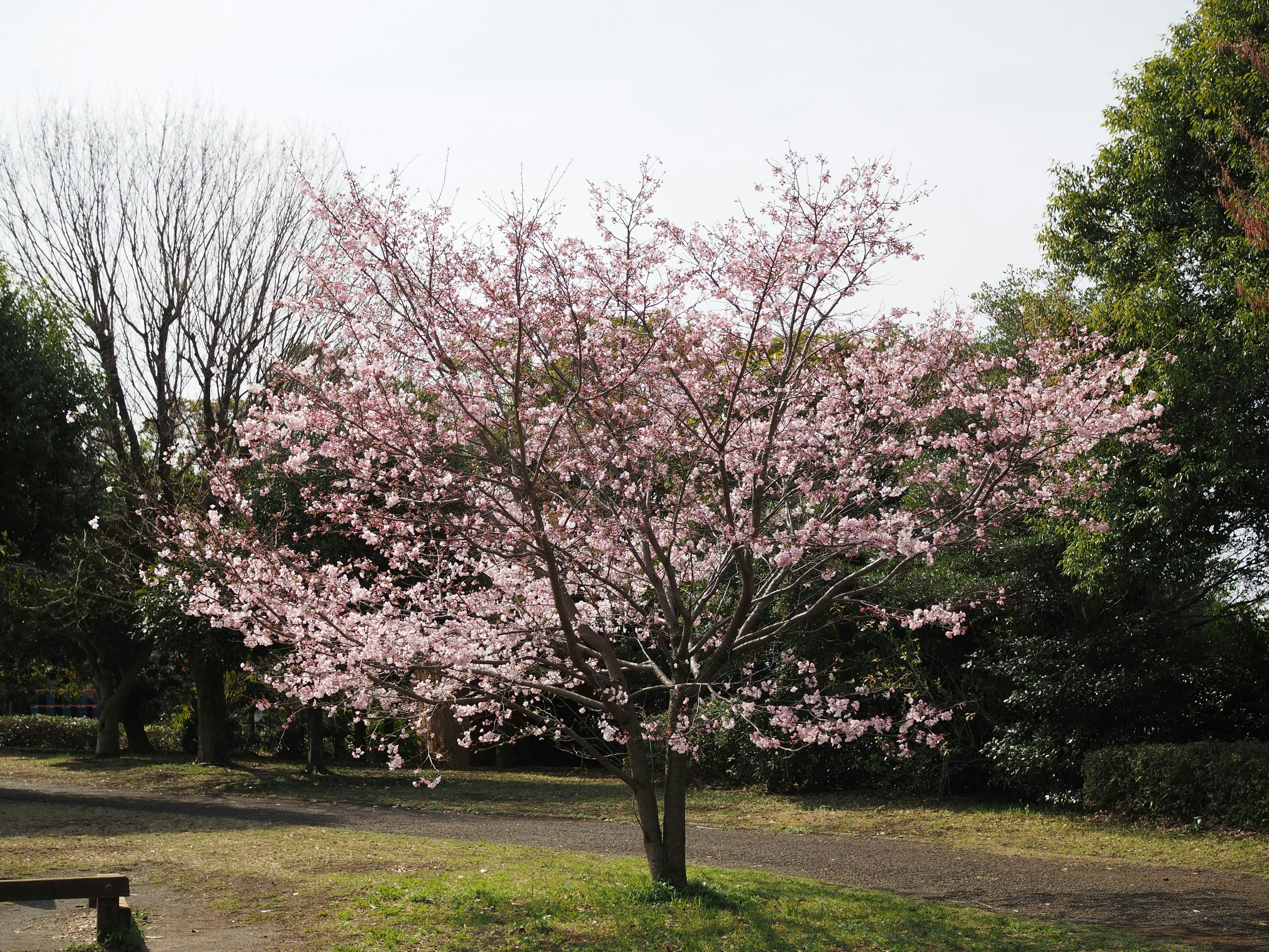 Un cerisier en fleurs avec des fleurs roses dans un parc