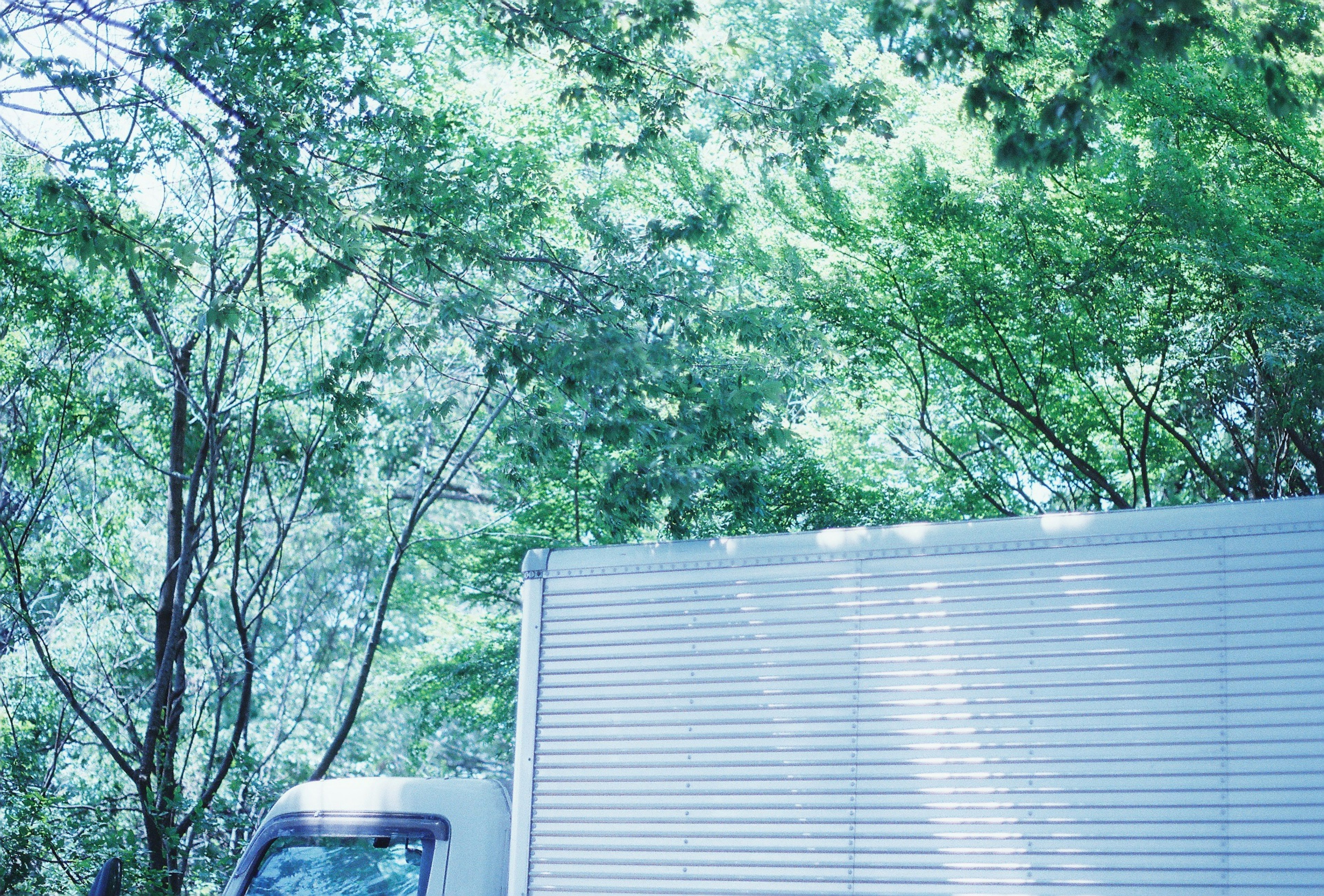 White truck parked among lush green trees