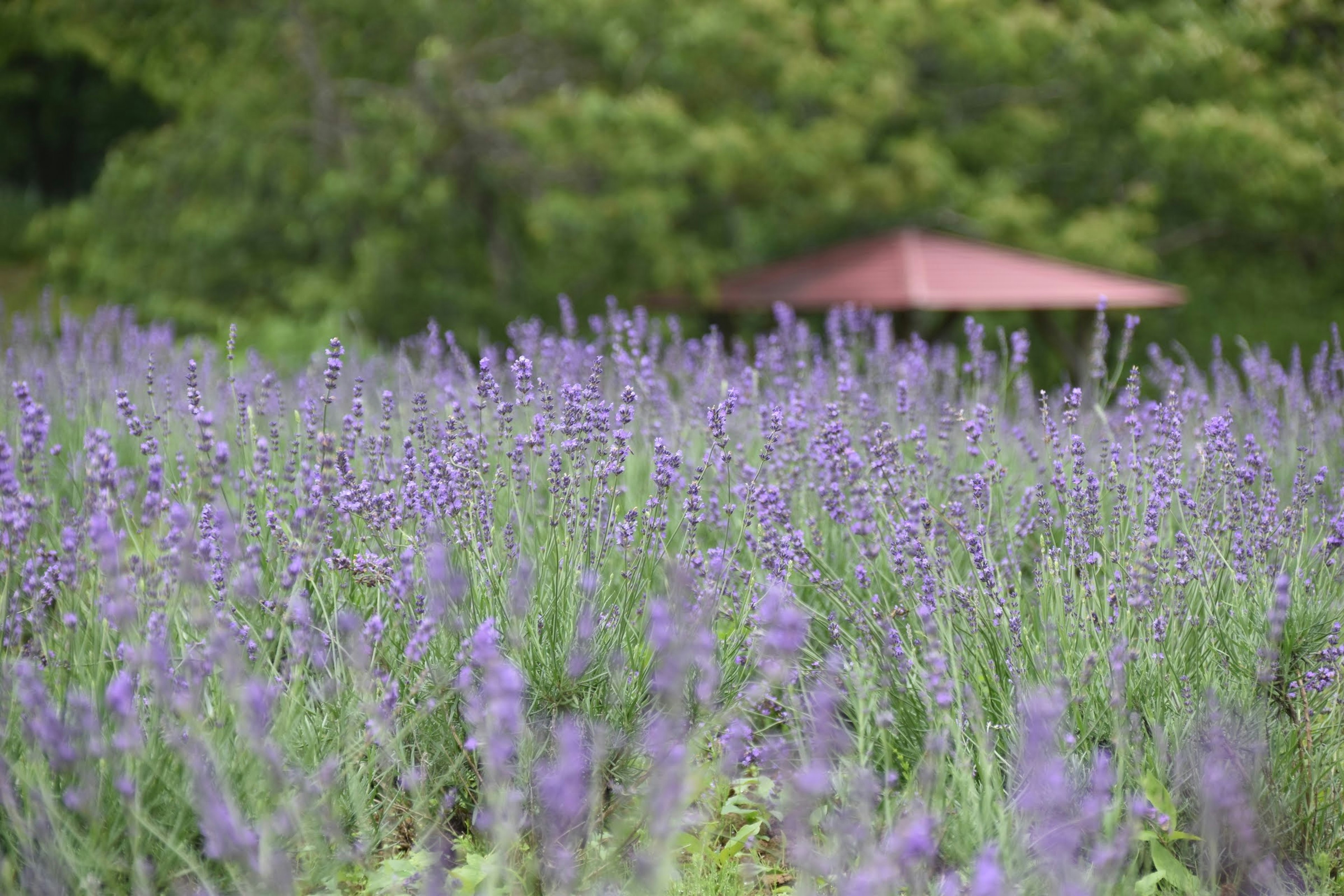 Campo de lavanda con un gazebo al fondo