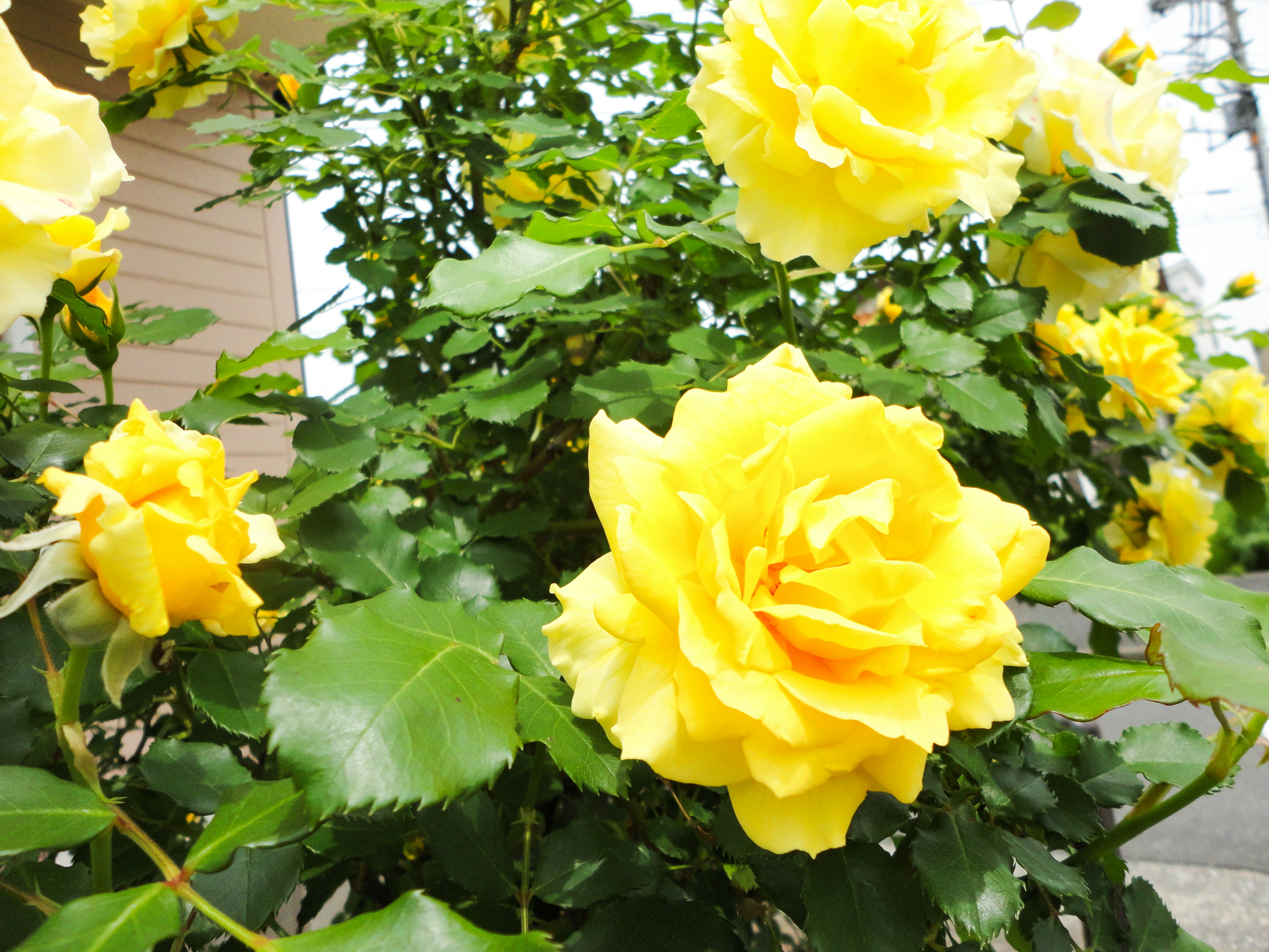 鮮やかな黄色のバラの花が咲いている庭の一部