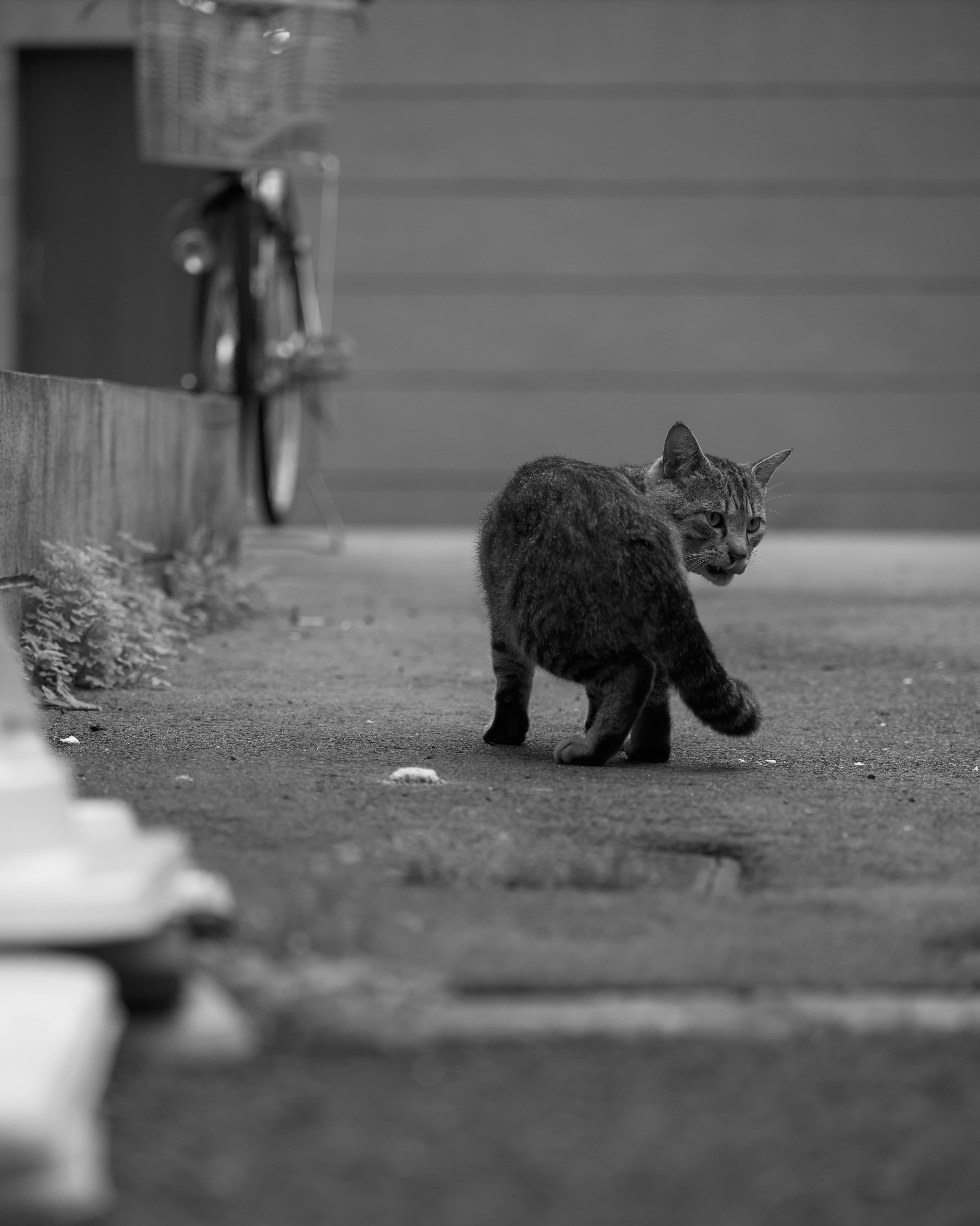 Eine schwarz-weiße Katze, die eine Straße entlanggeht