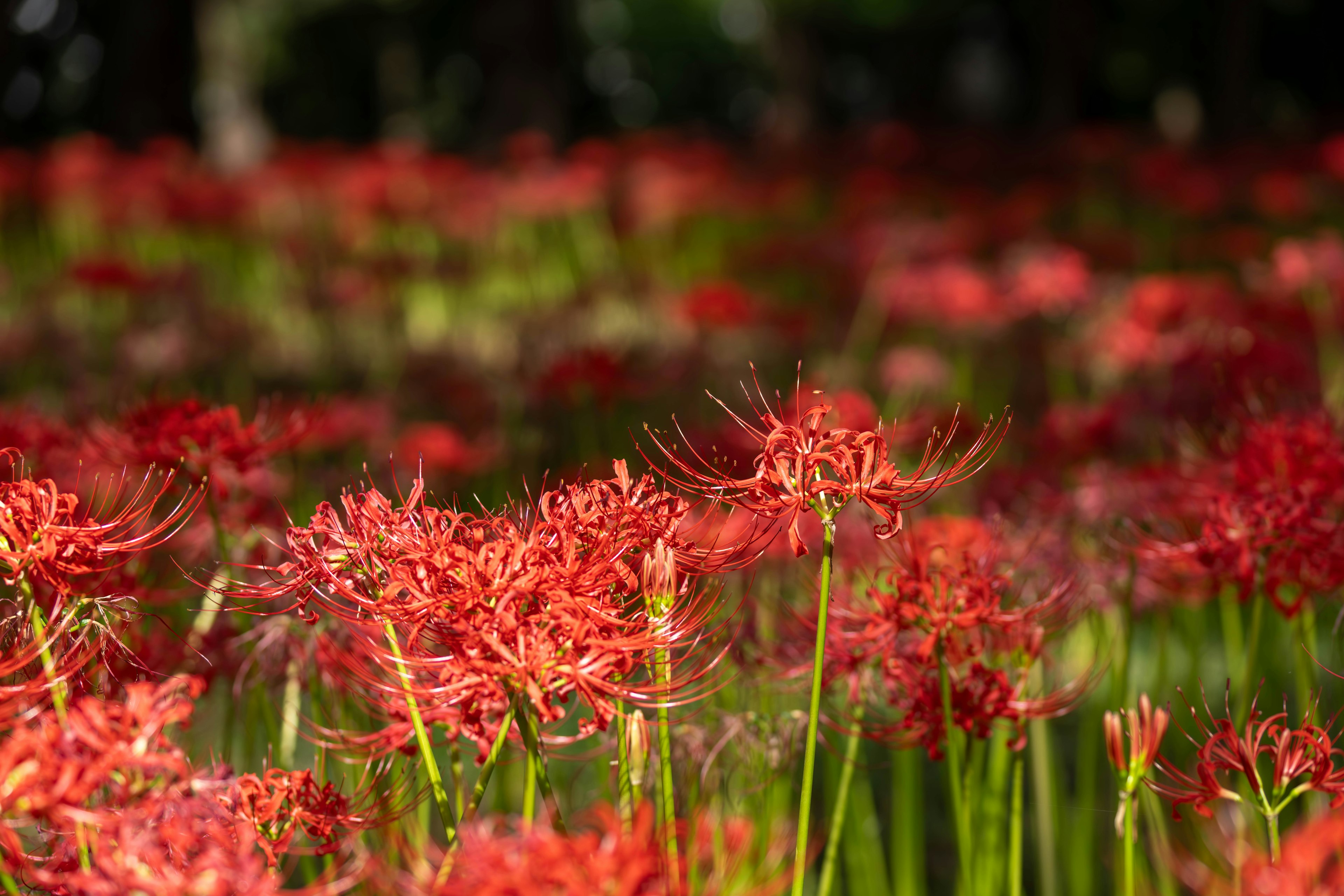 Campo vibrante de lirios araña rojos en flor