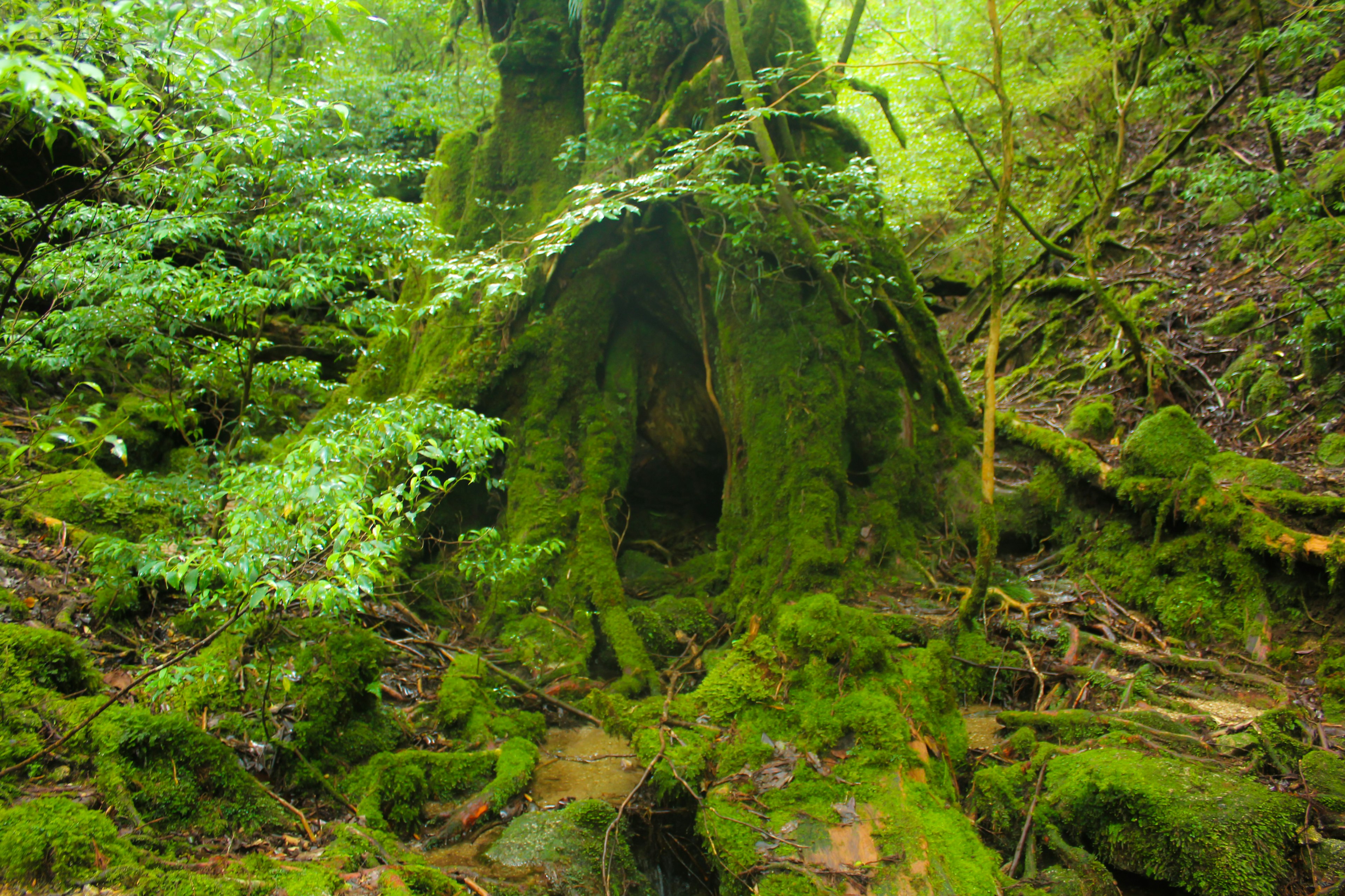 Moss-covered tree roots forming a cave in a lush green forest