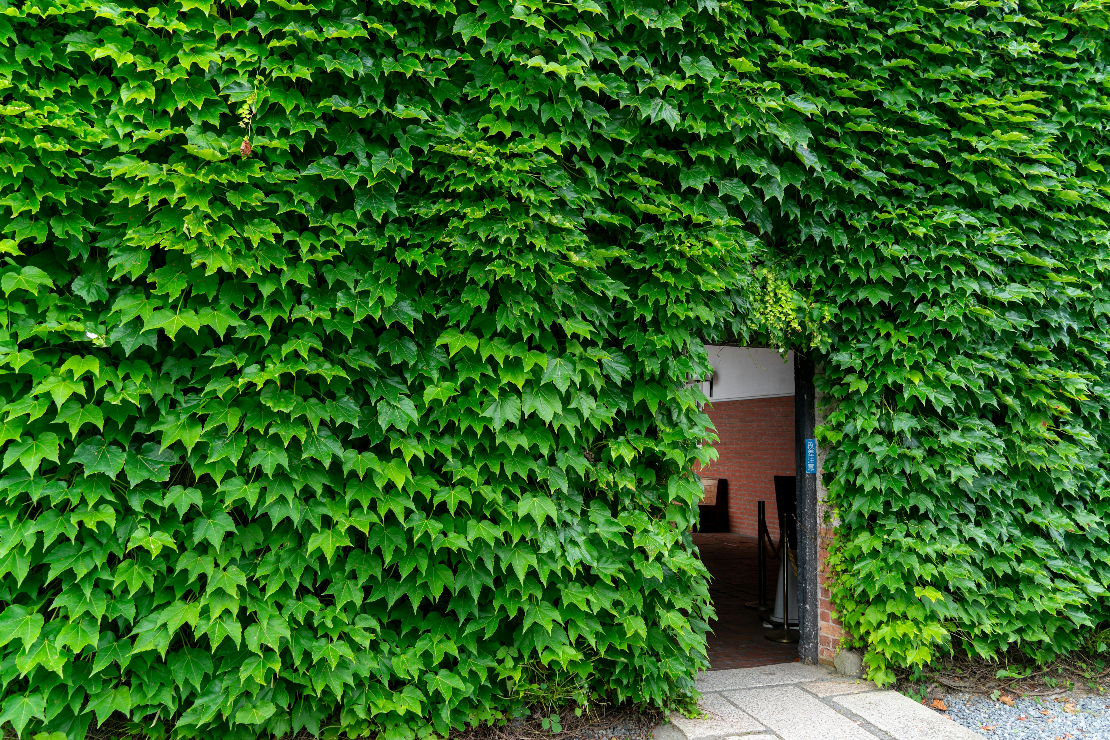 Entrance framed by lush green ivy covering a wall