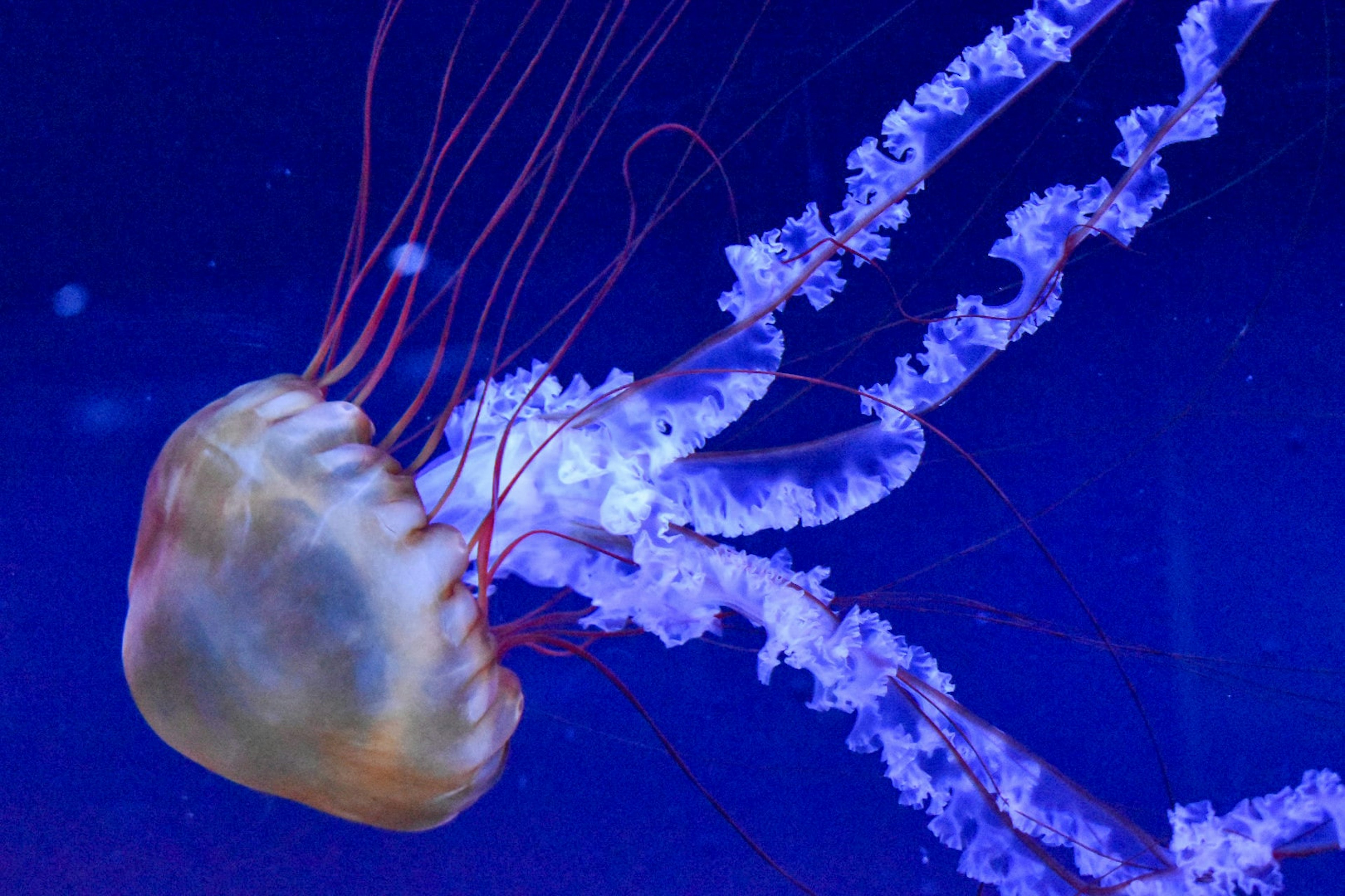 Immagine di una medusa che fluttua su uno sfondo blu con tentacoli rossi e una campana traslucida