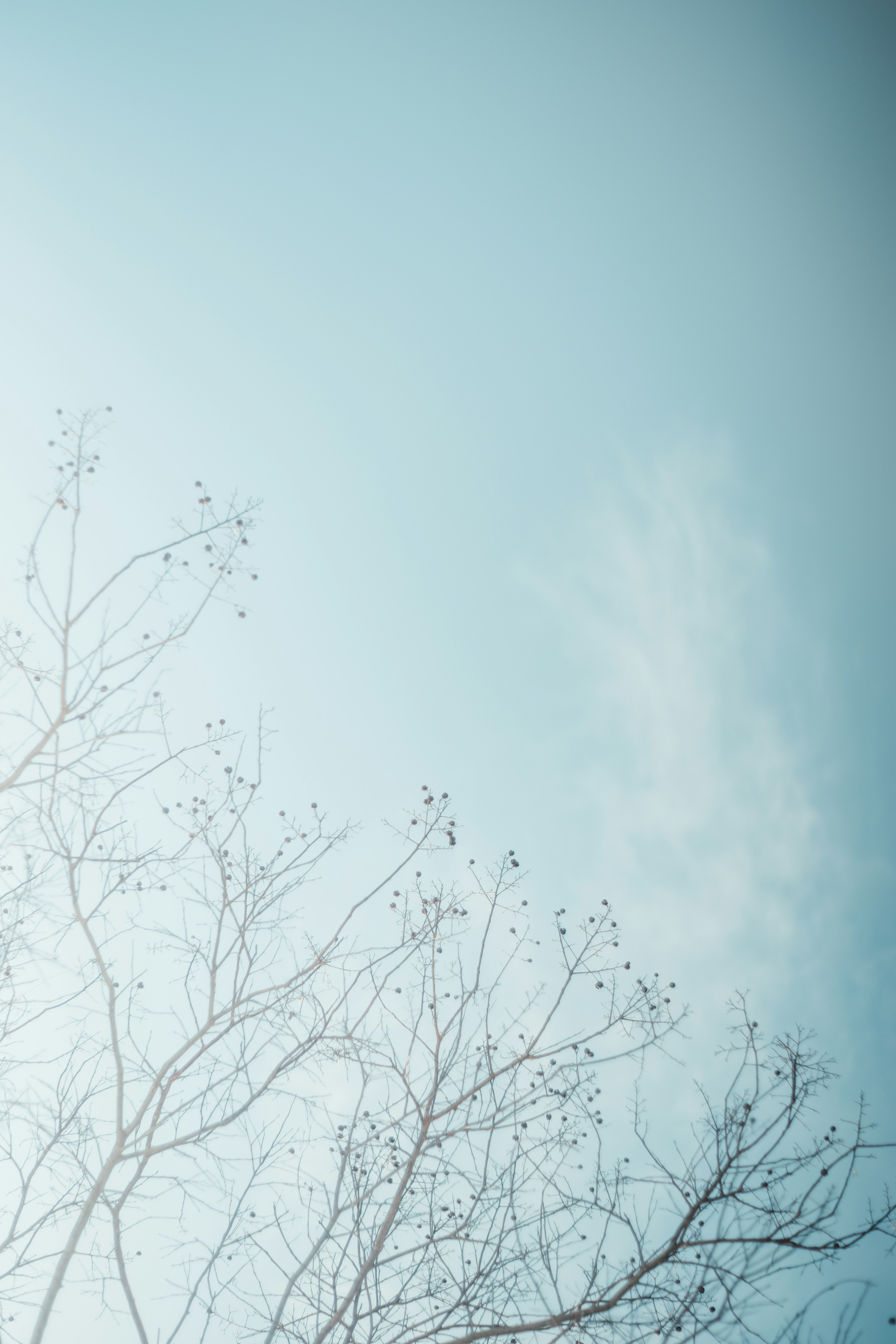 Un paysage simple avec de fines branches contre un ciel bleu