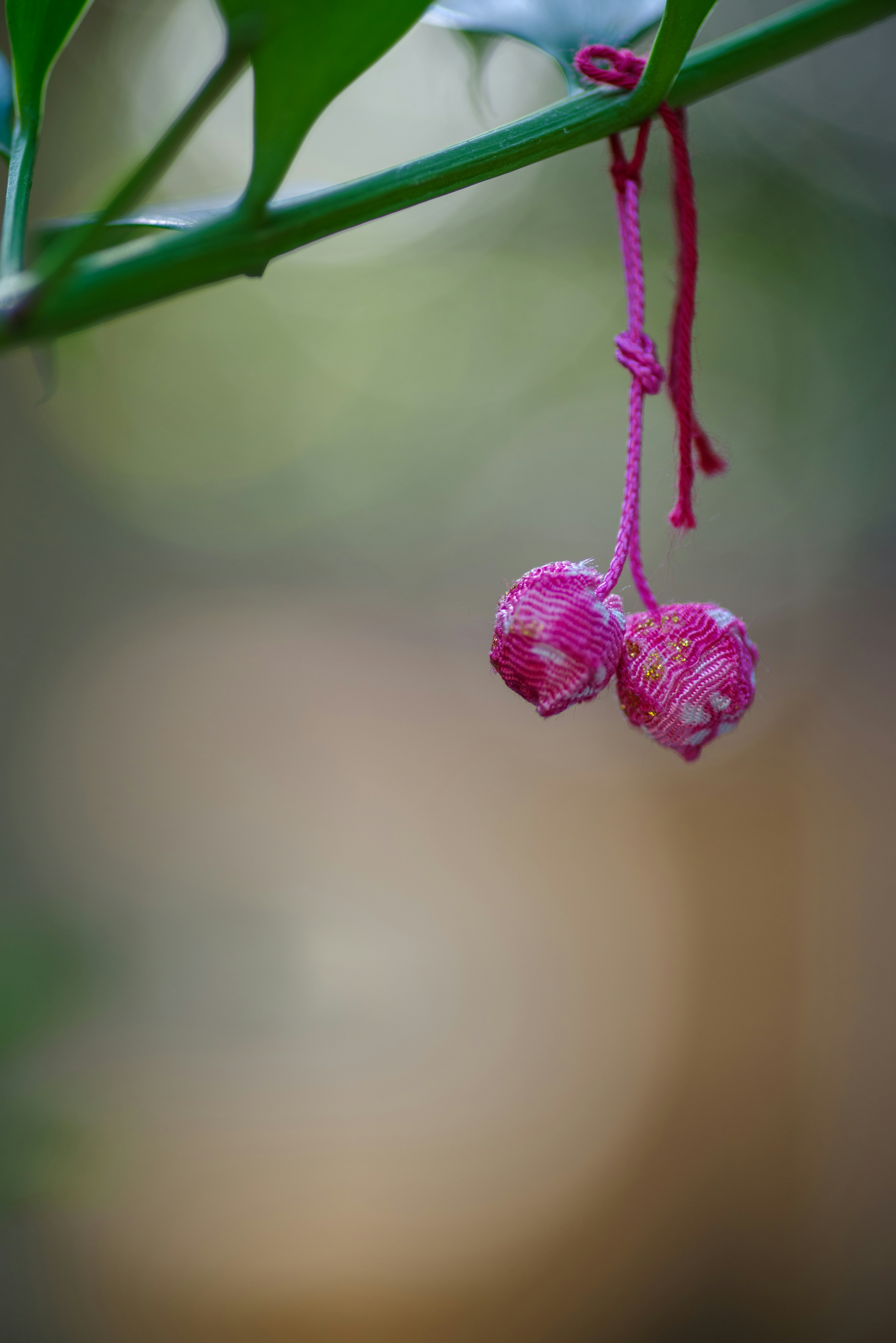 Bild von zwei rosa Blumen, die von einem Stängel hängen