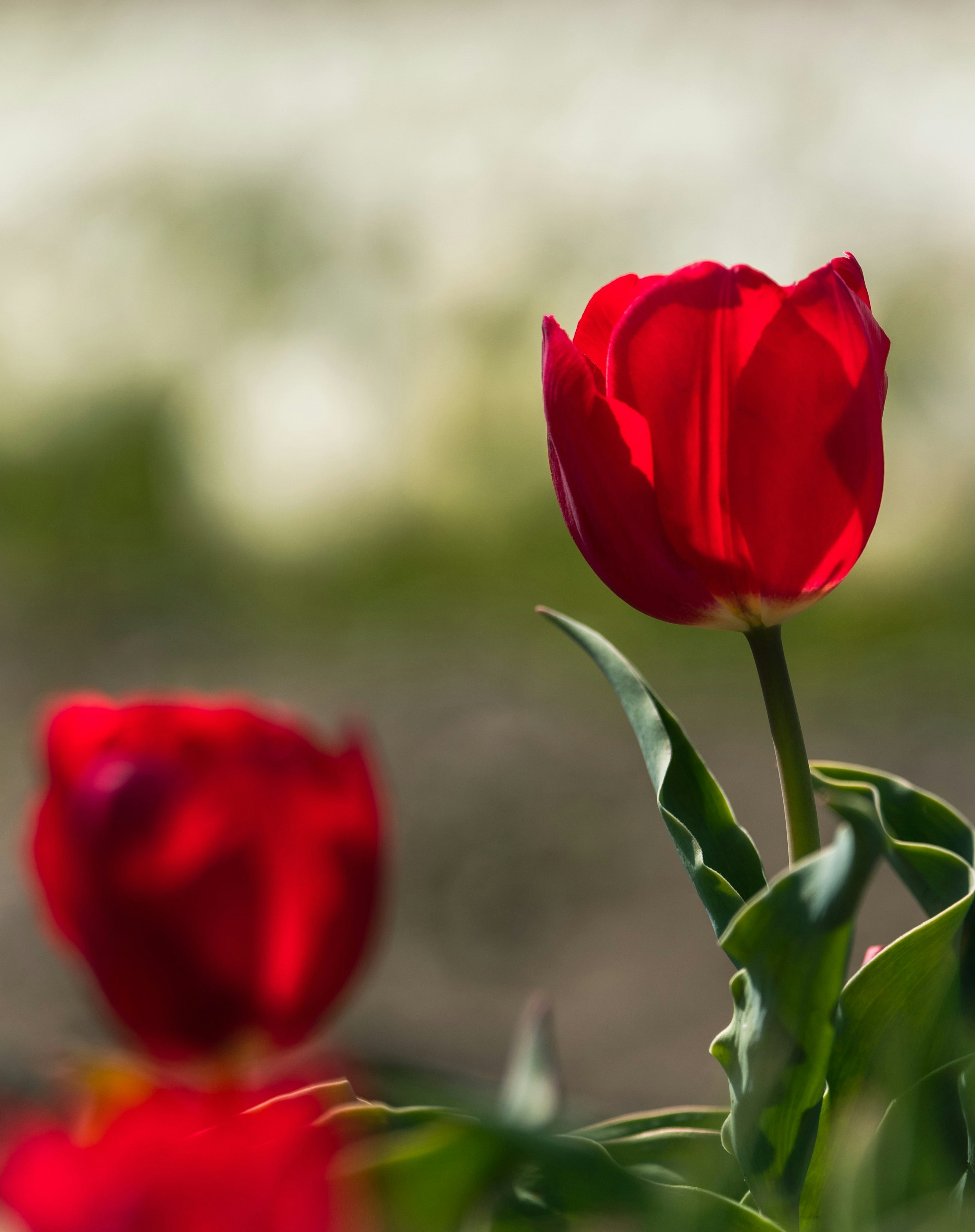 Image of red tulips blooming with soft-colored flowers in the background