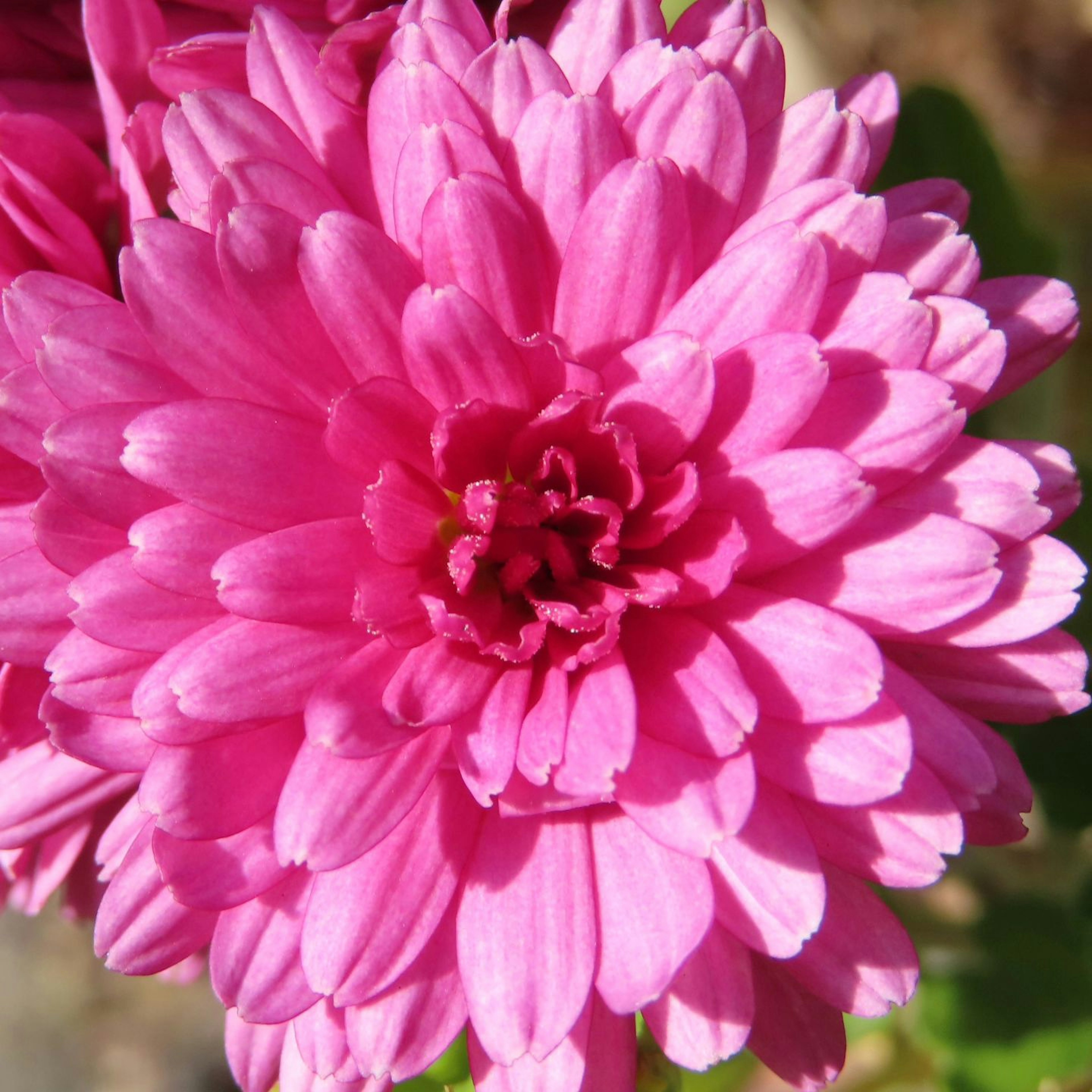 Nahaufnahme einer lebhaften rosa Blume mit überlappenden Blütenblättern