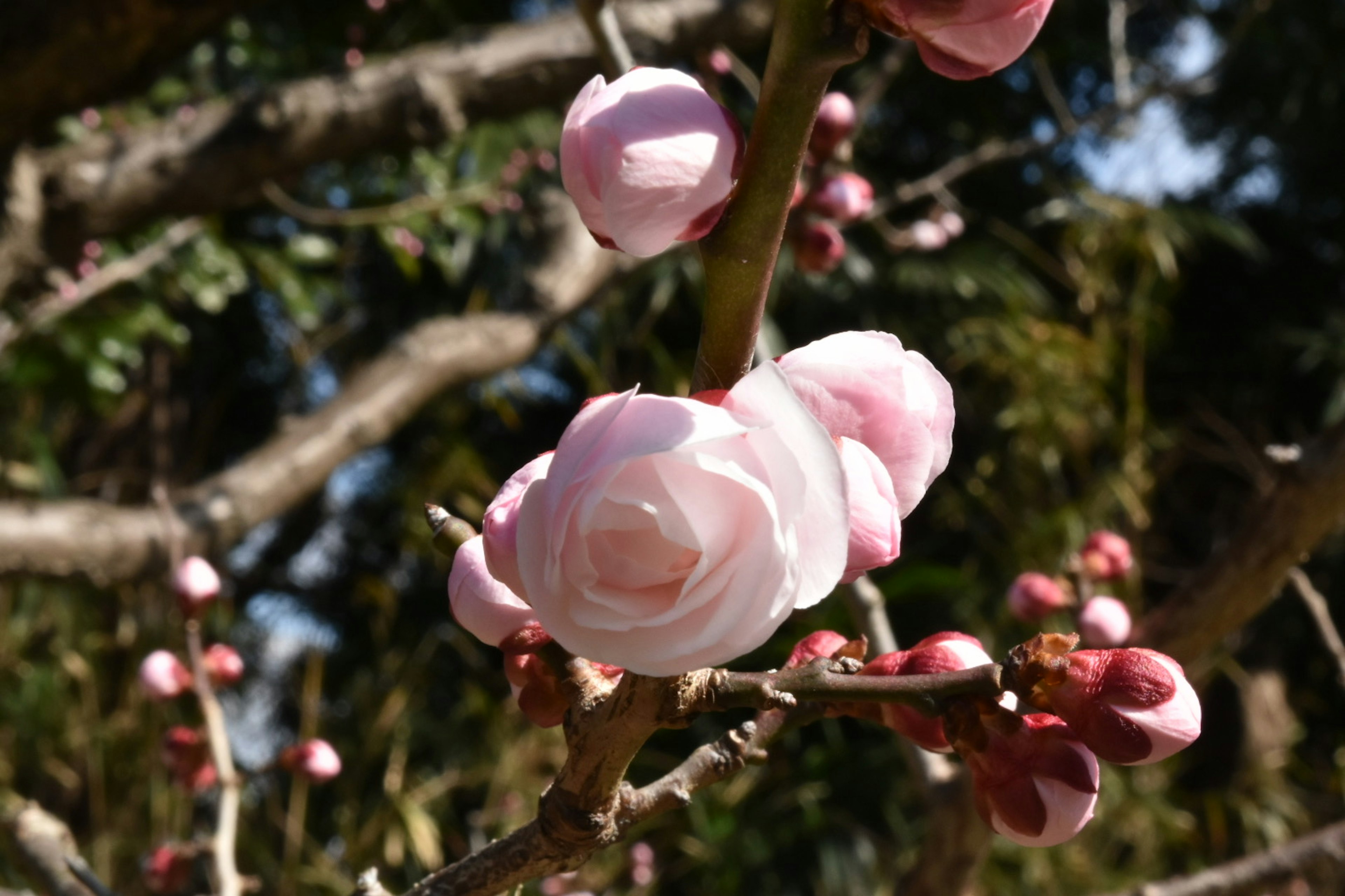 薄いピンクの花とつぼみが枝に付いている様子