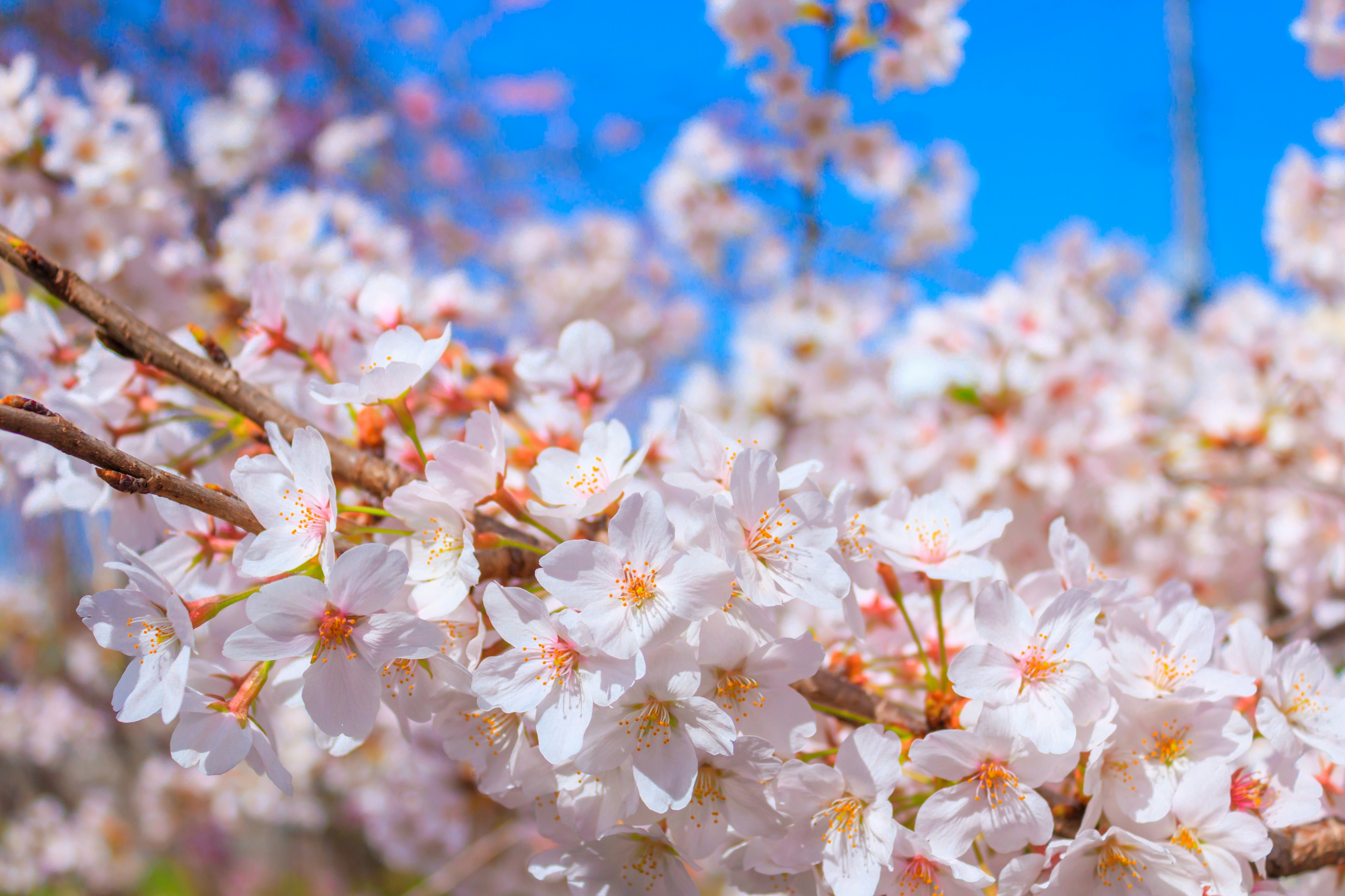 桜の花が満開の青空の下で咲いている様子