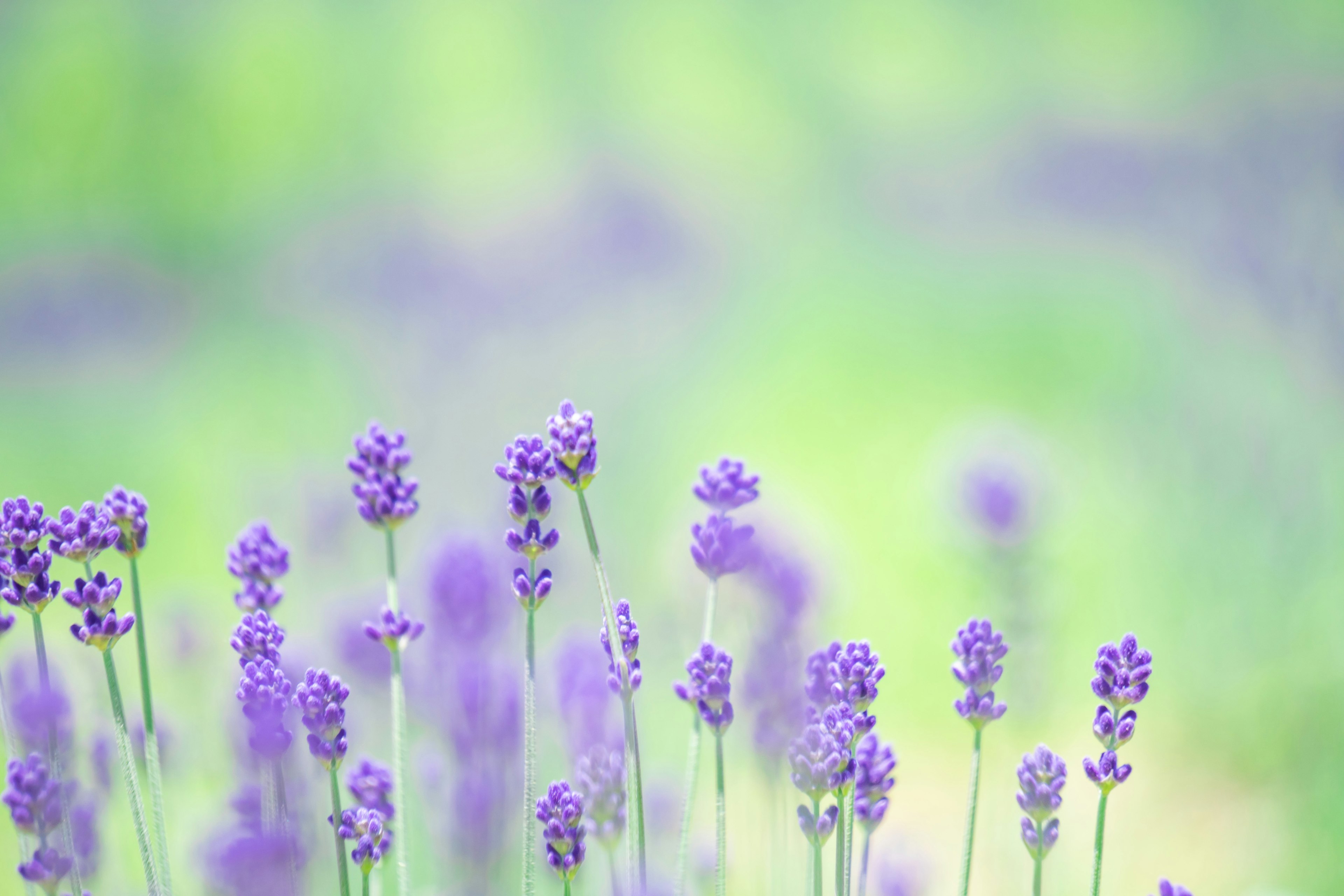 Fiori di lavanda che sbocciano su uno sfondo verde morbido