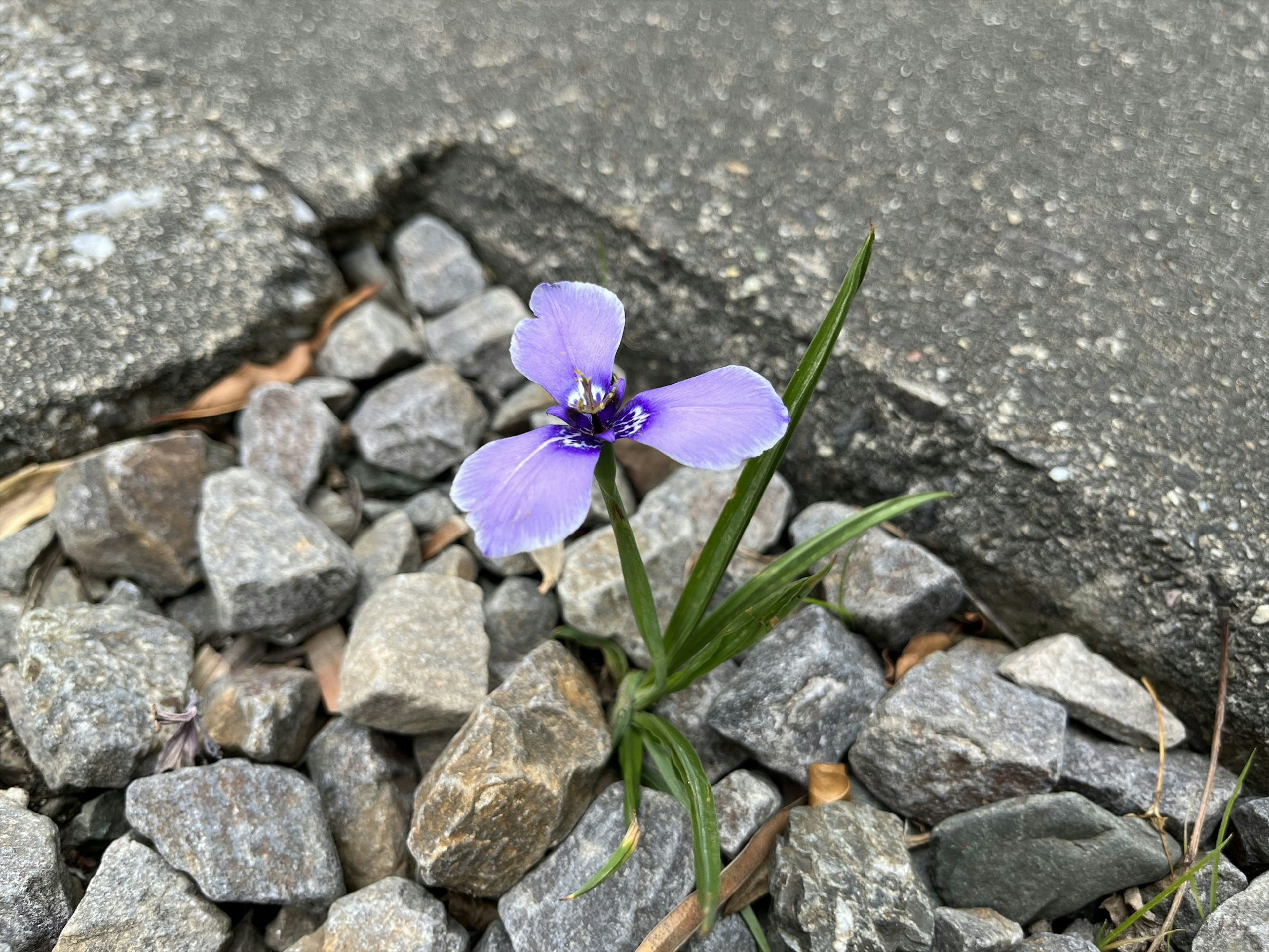 一朵紫色花在小石頭中生長