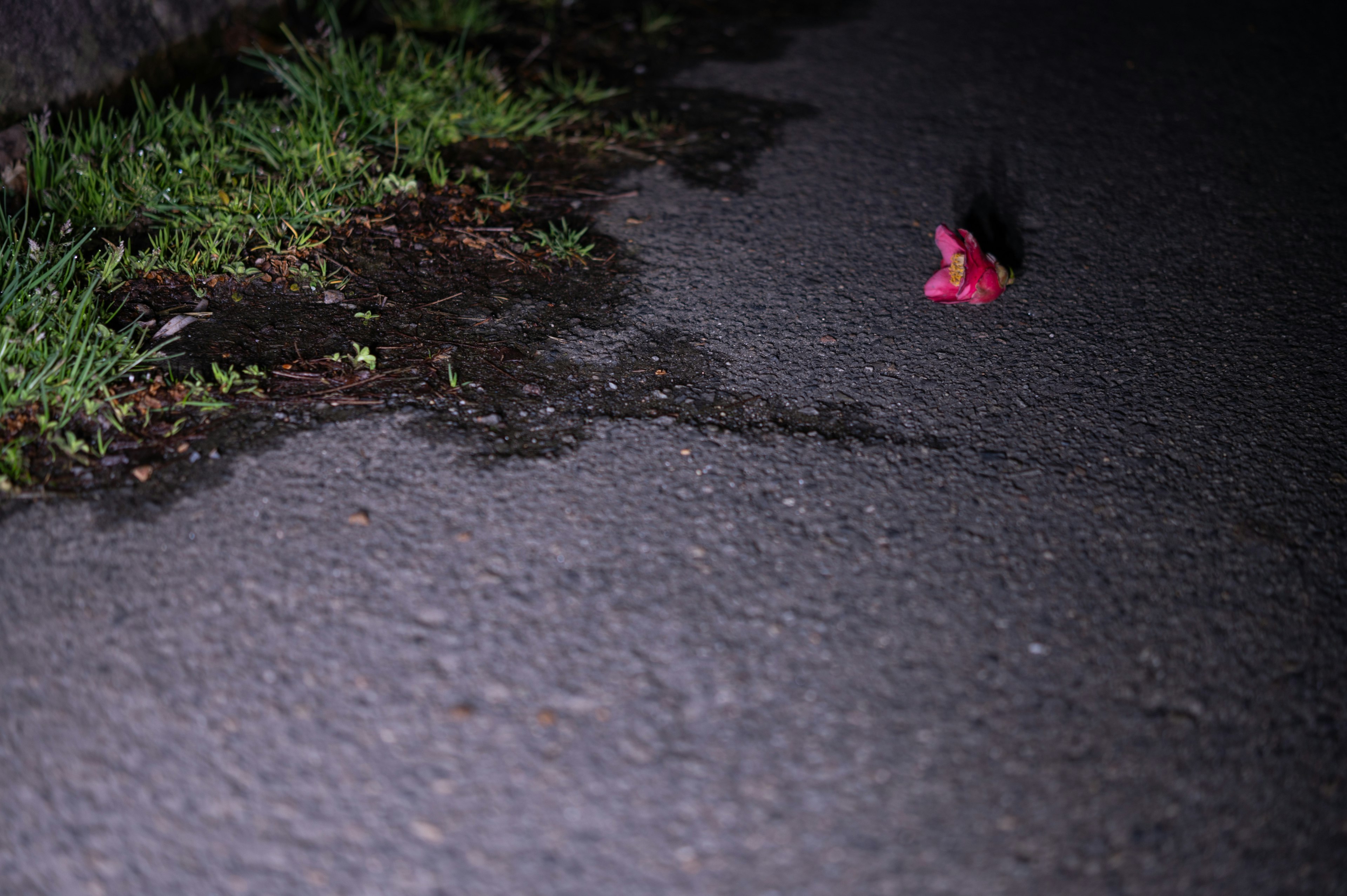 Una zapatilla rosa en una carretera oscura con hierba cercana