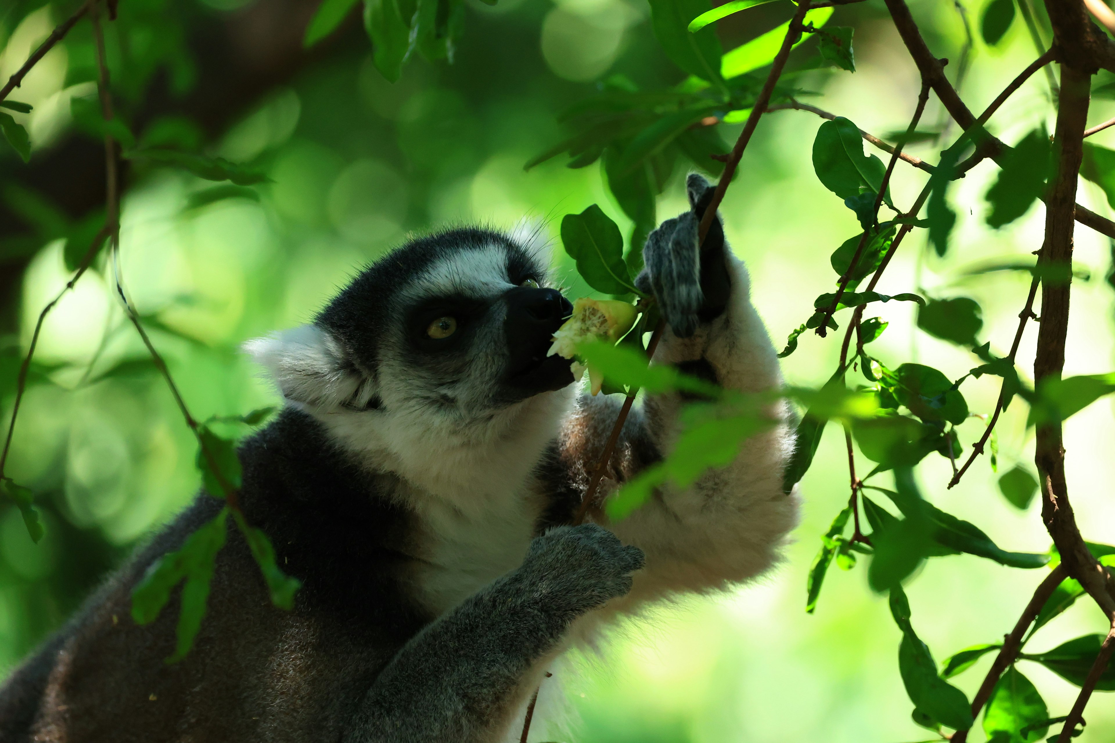 Lemur yang meraih makanan di antara daun hijau