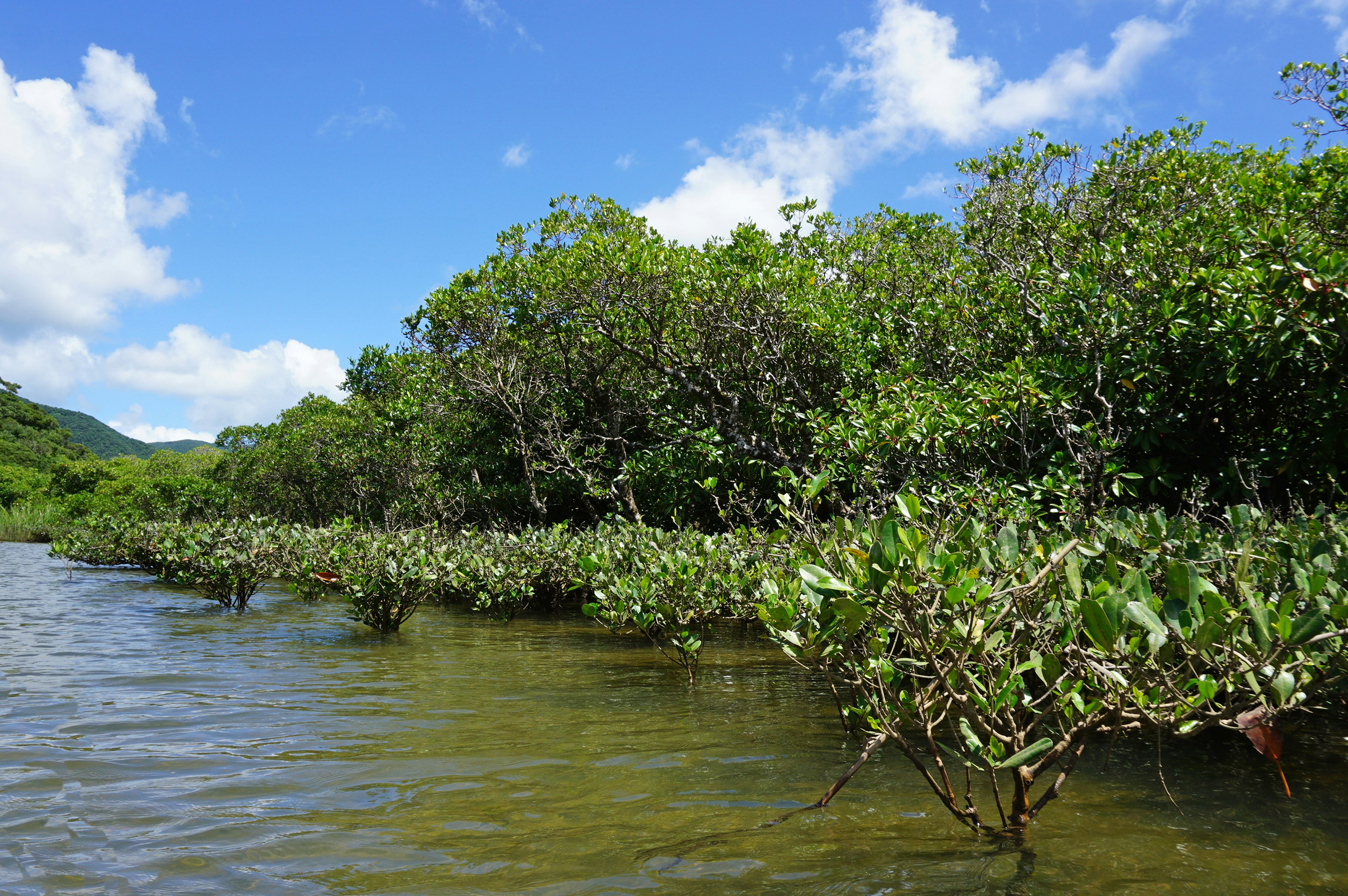 Mangroves along a waterway under a blue sky