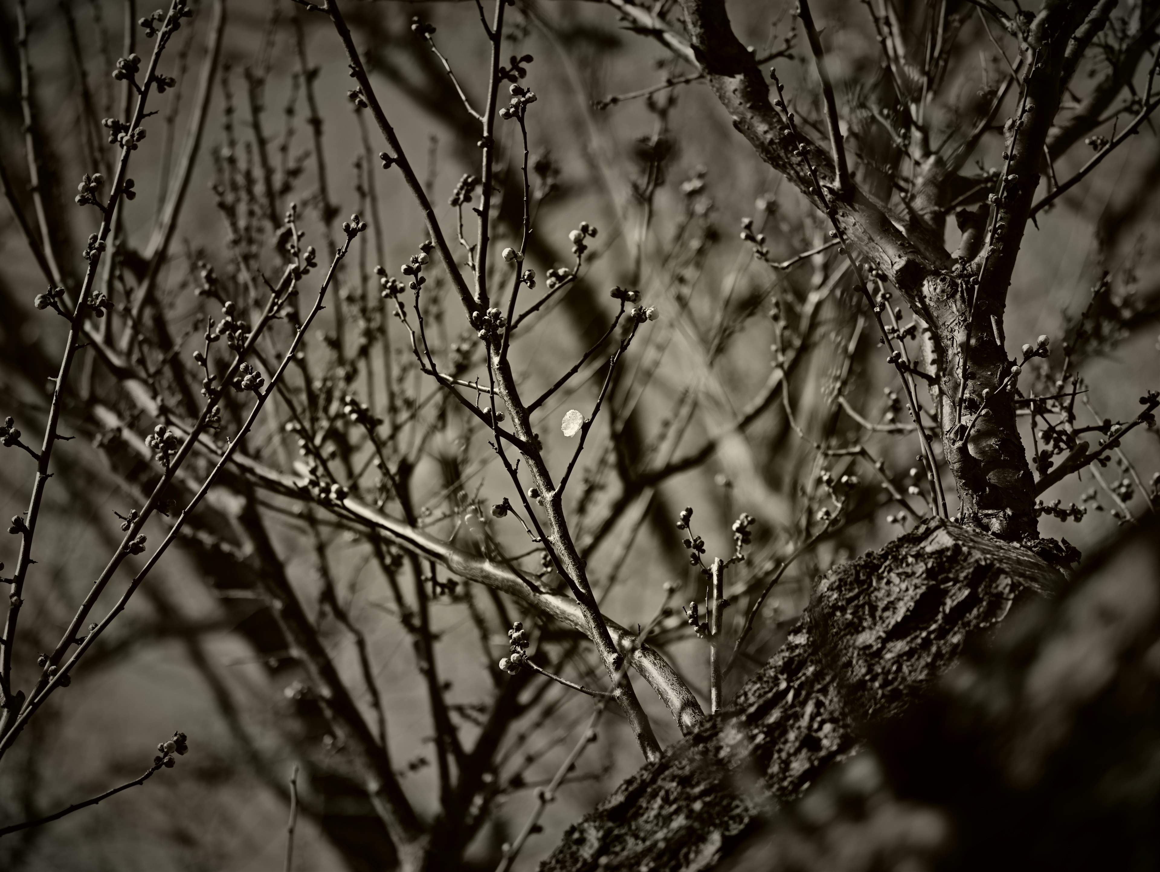 Monochrome photo showing detailed branches