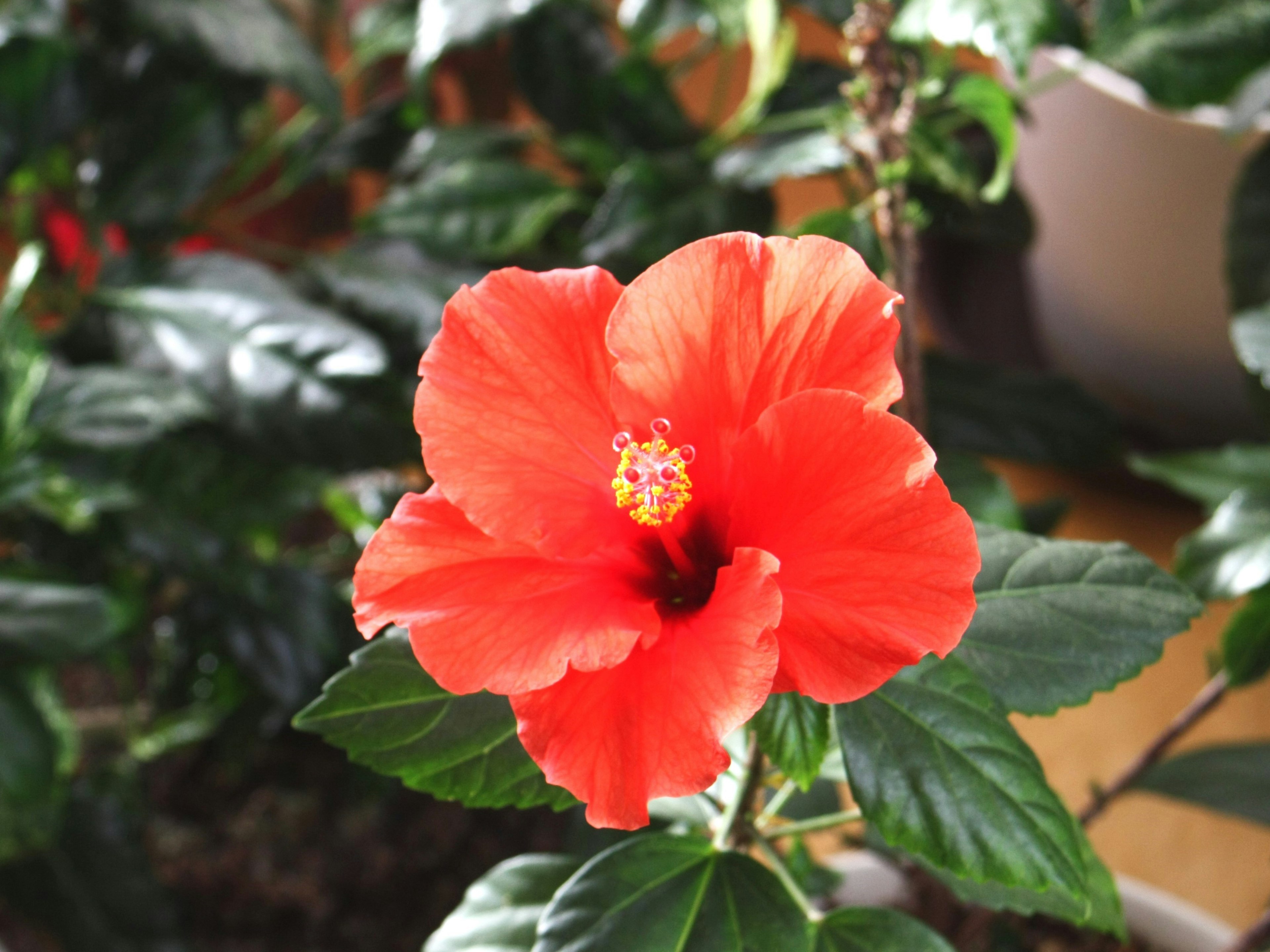 Helle rote Hibiskusblüte umgeben von grünen Blättern