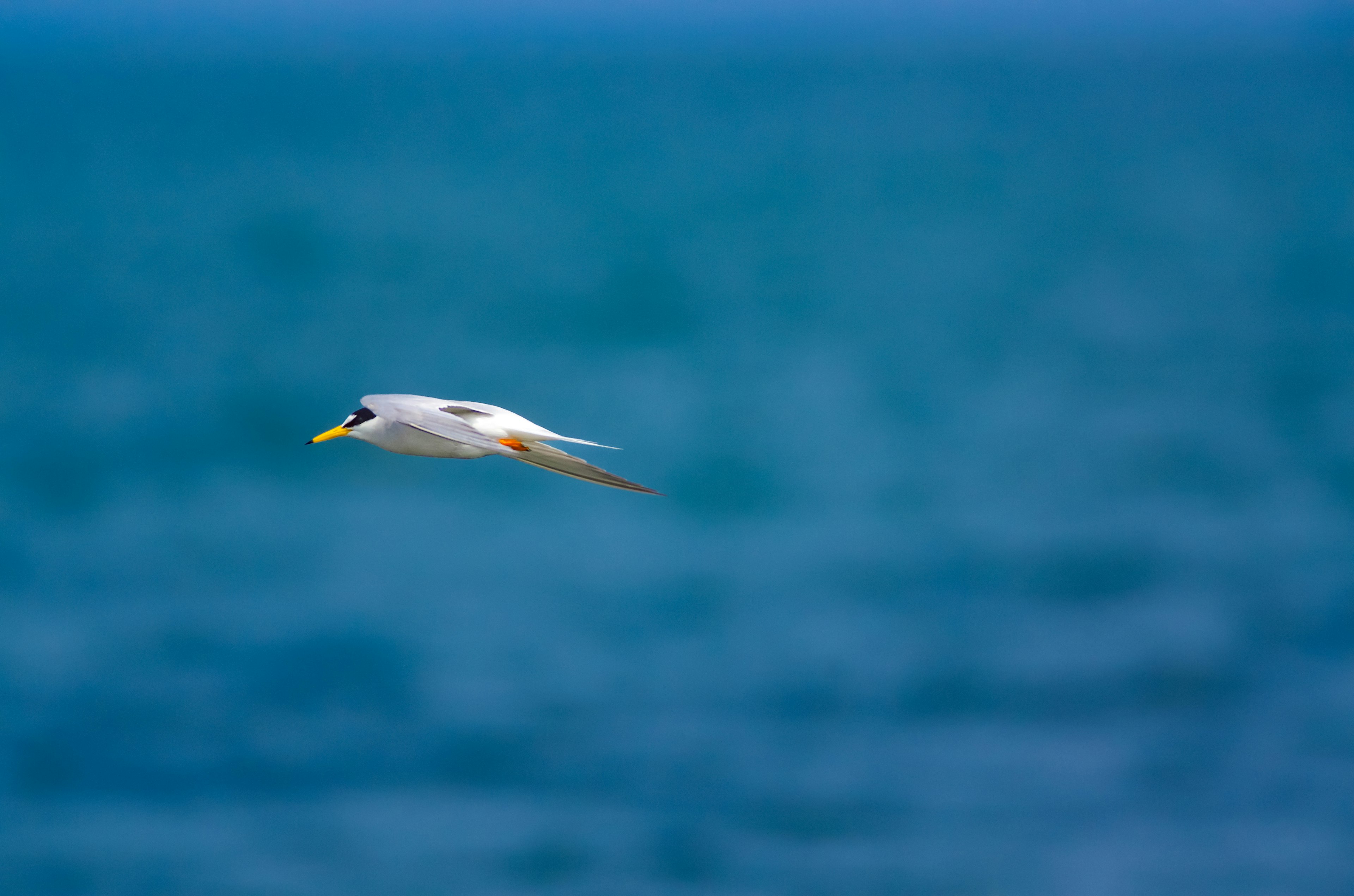 Ein weißer Vogel fliegt über einen blauen Ozean