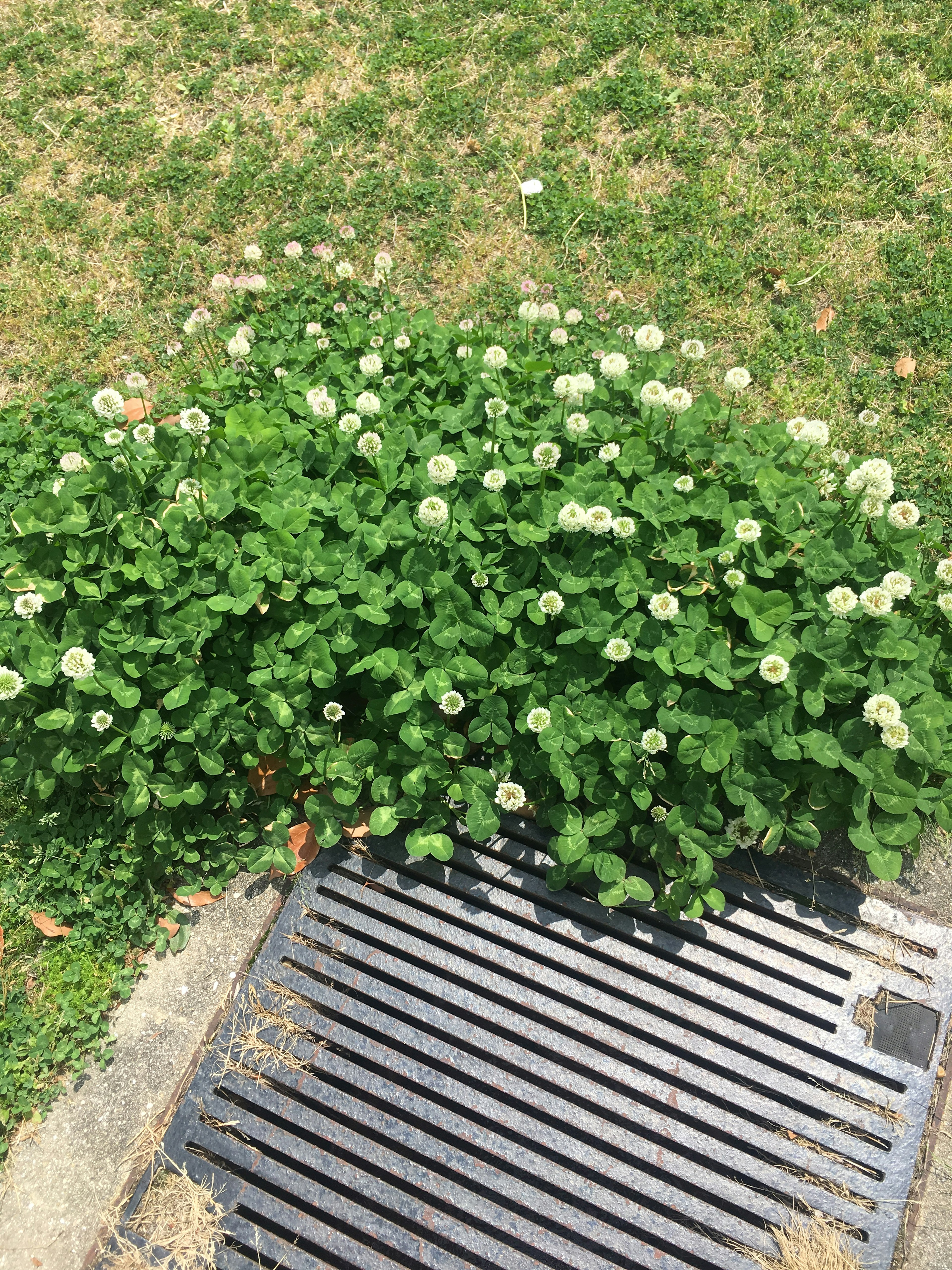 緑の葉と白い花を持つ植物が排水溝の近くに生えている