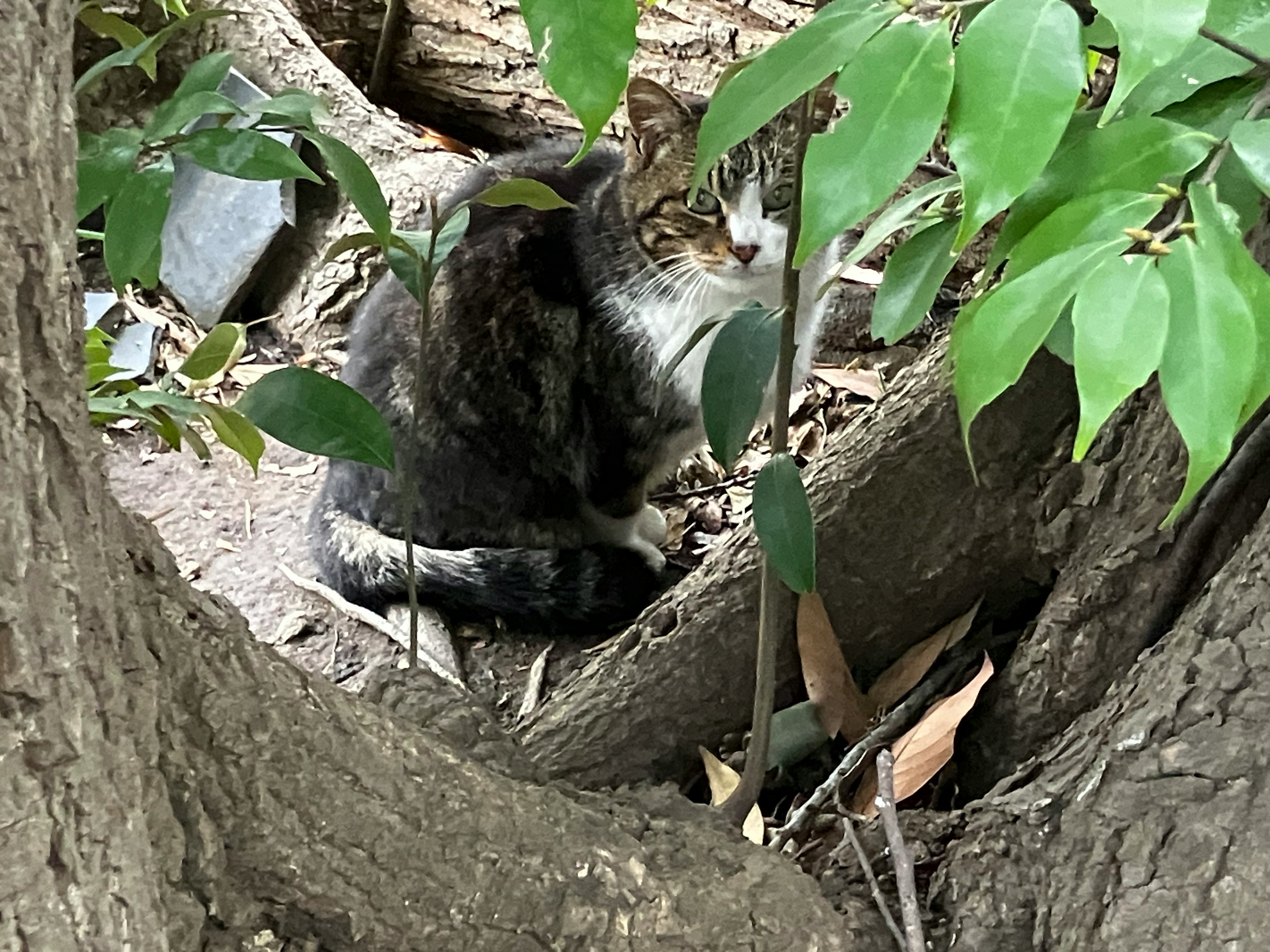 緑の葉に囲まれた木の間にいる猫の姿